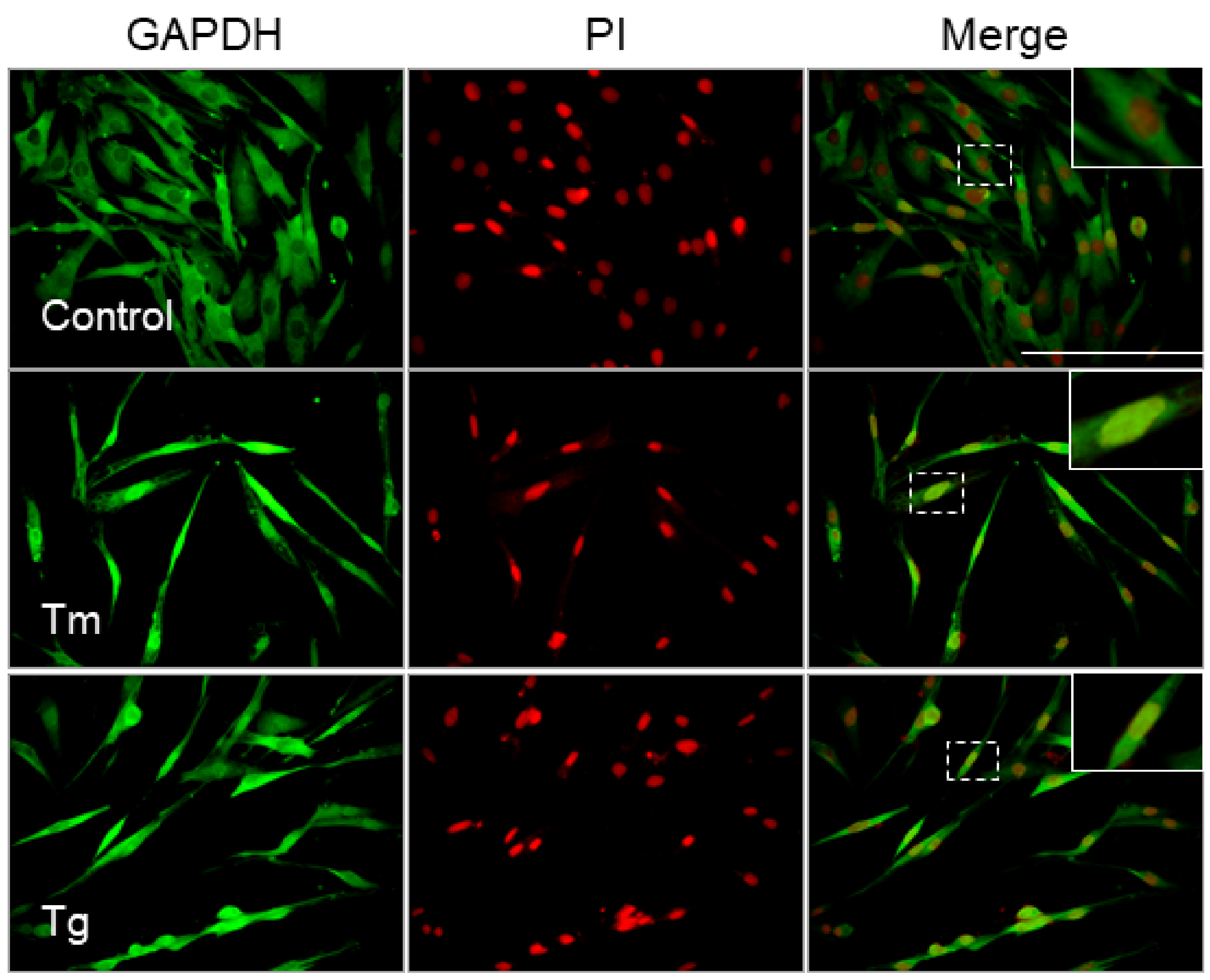 Cells 10 00669 g003 Cells 10 00669 g003