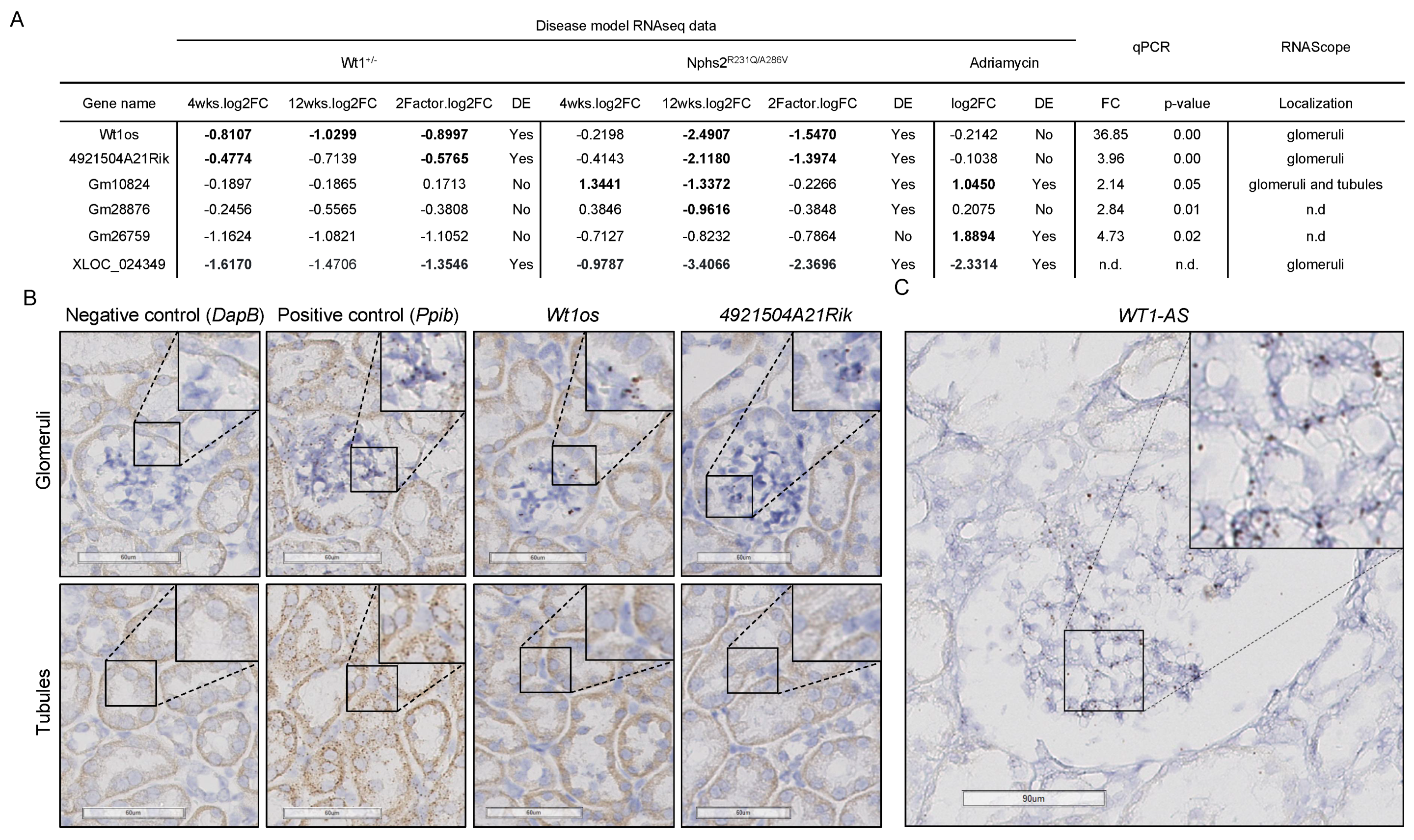 Cells 10 00692 g004 Cells 10 00692 g004