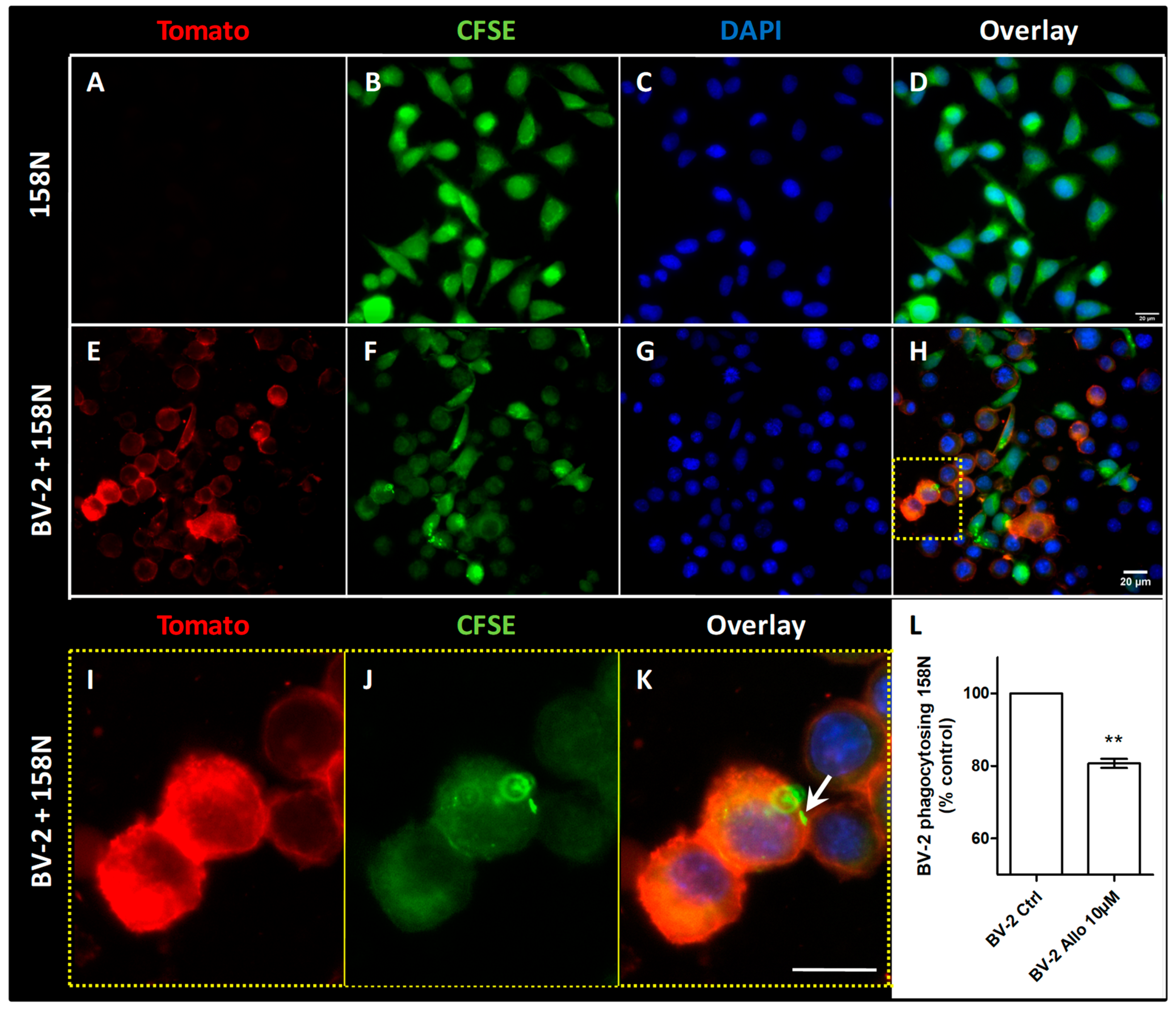 Cells 10 00698 g008