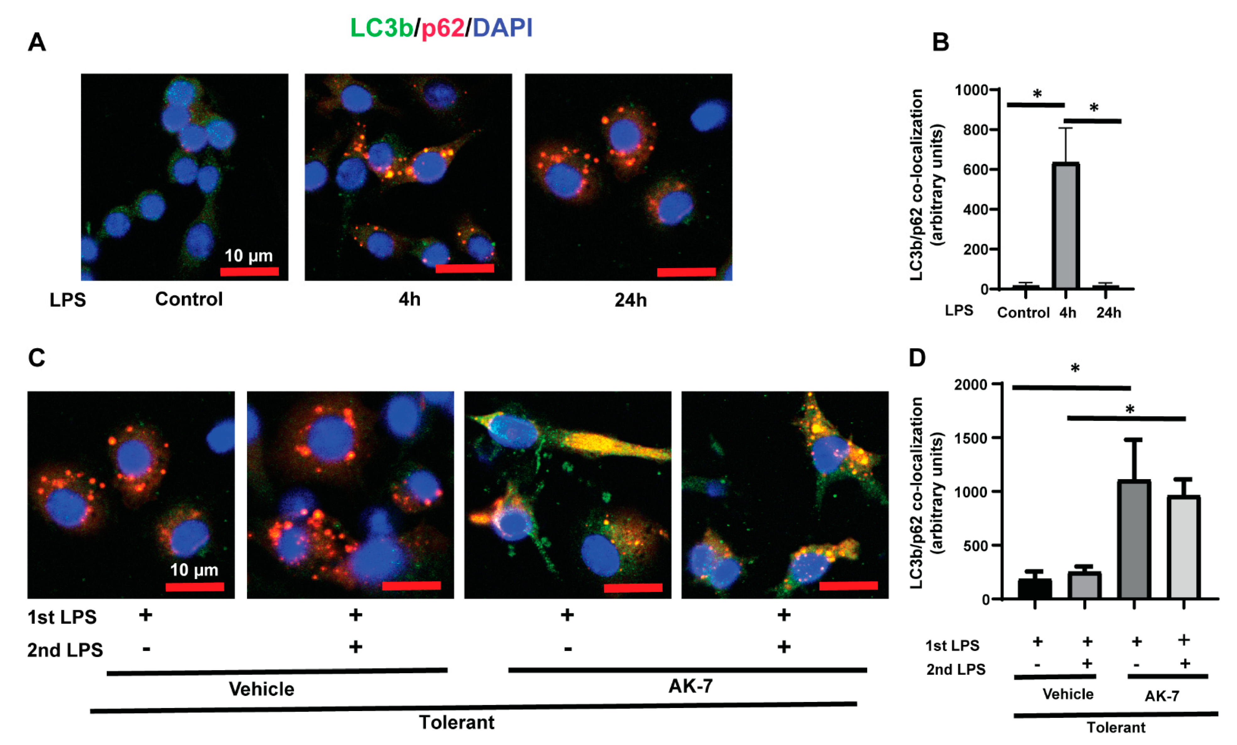Cells 10 00731 g005 Cells 10 00731 g005