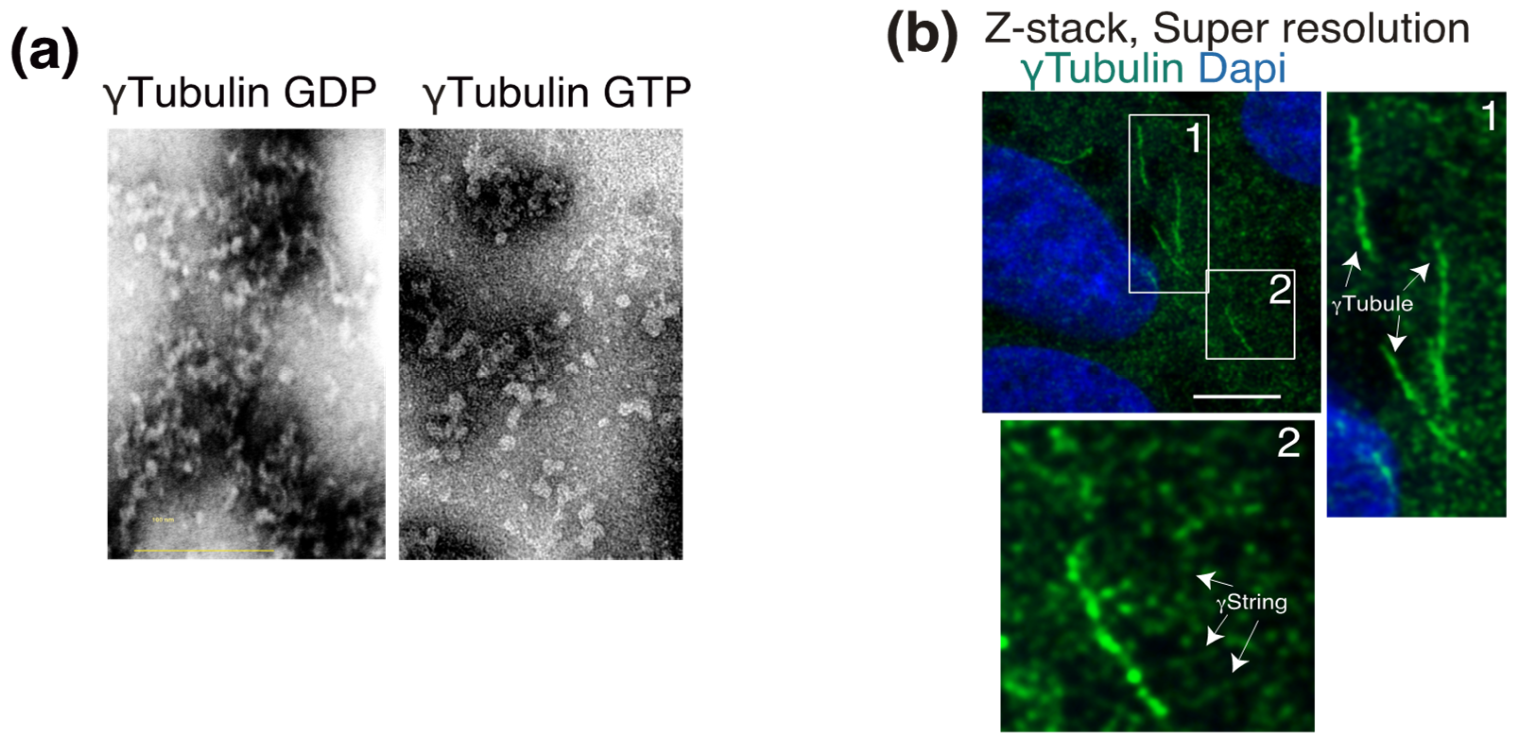 Cells 10 00745 g002