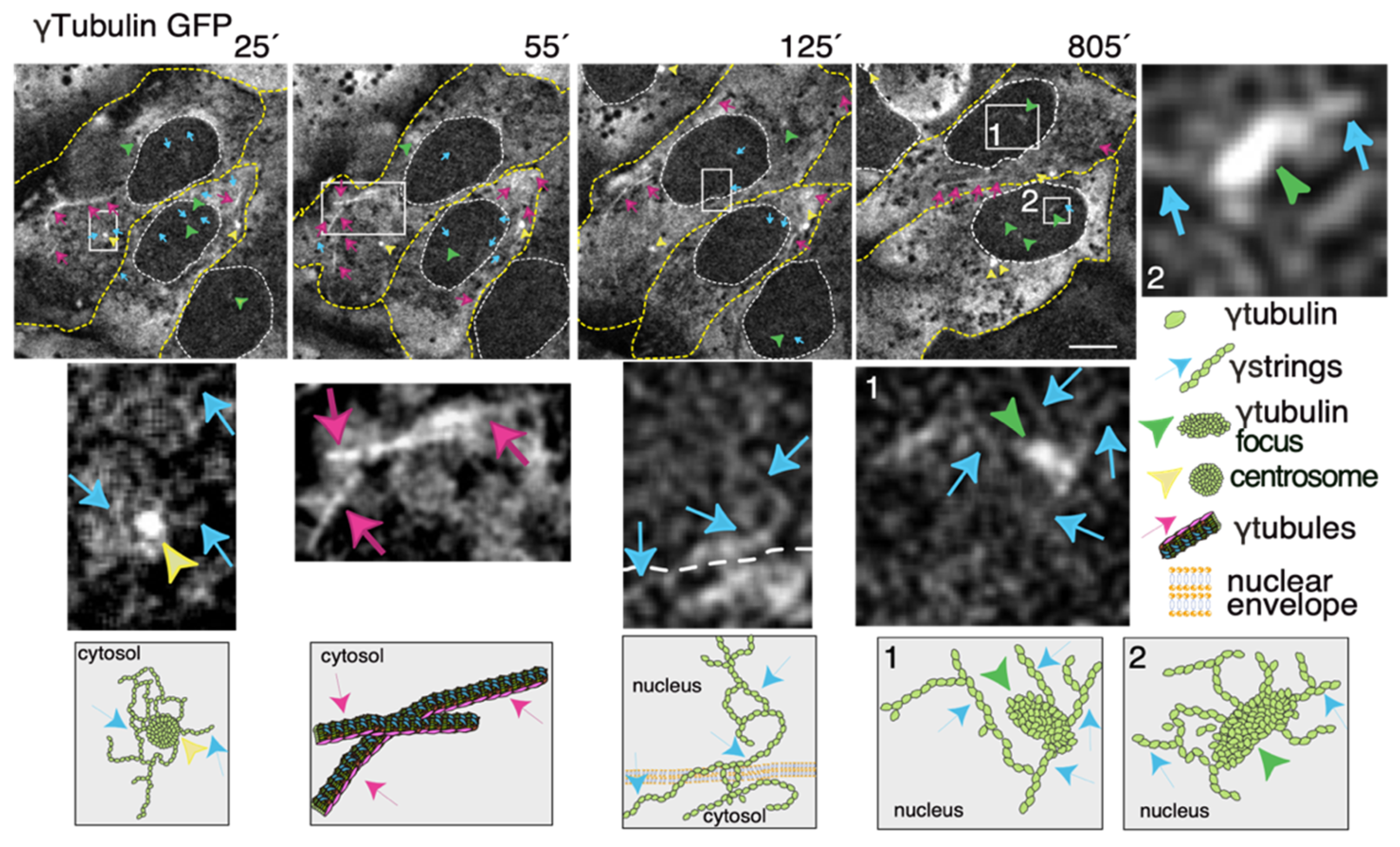 Cells 10 00745 g003