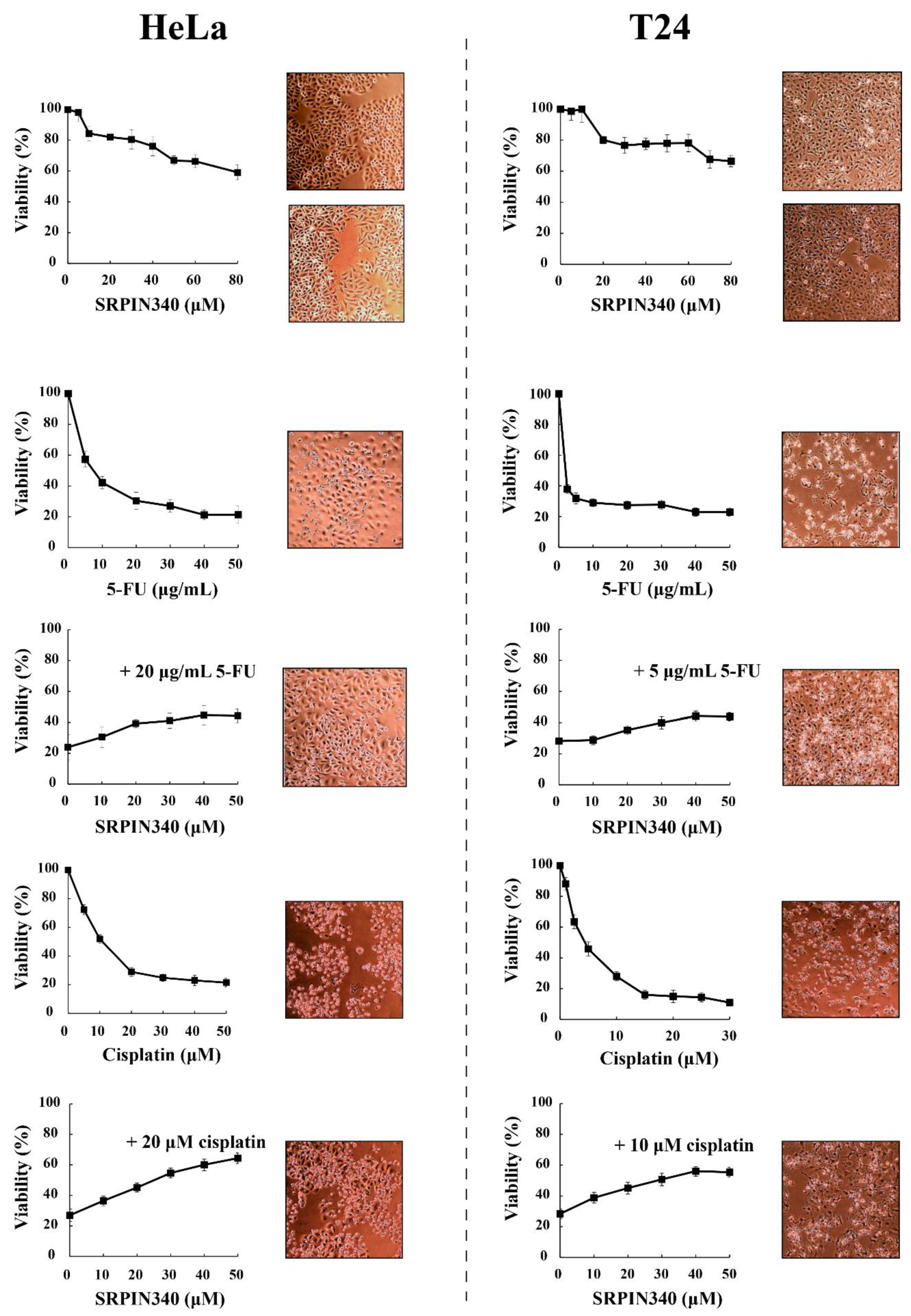 Cells 10 00759 g004 Cells 10 00759 g004