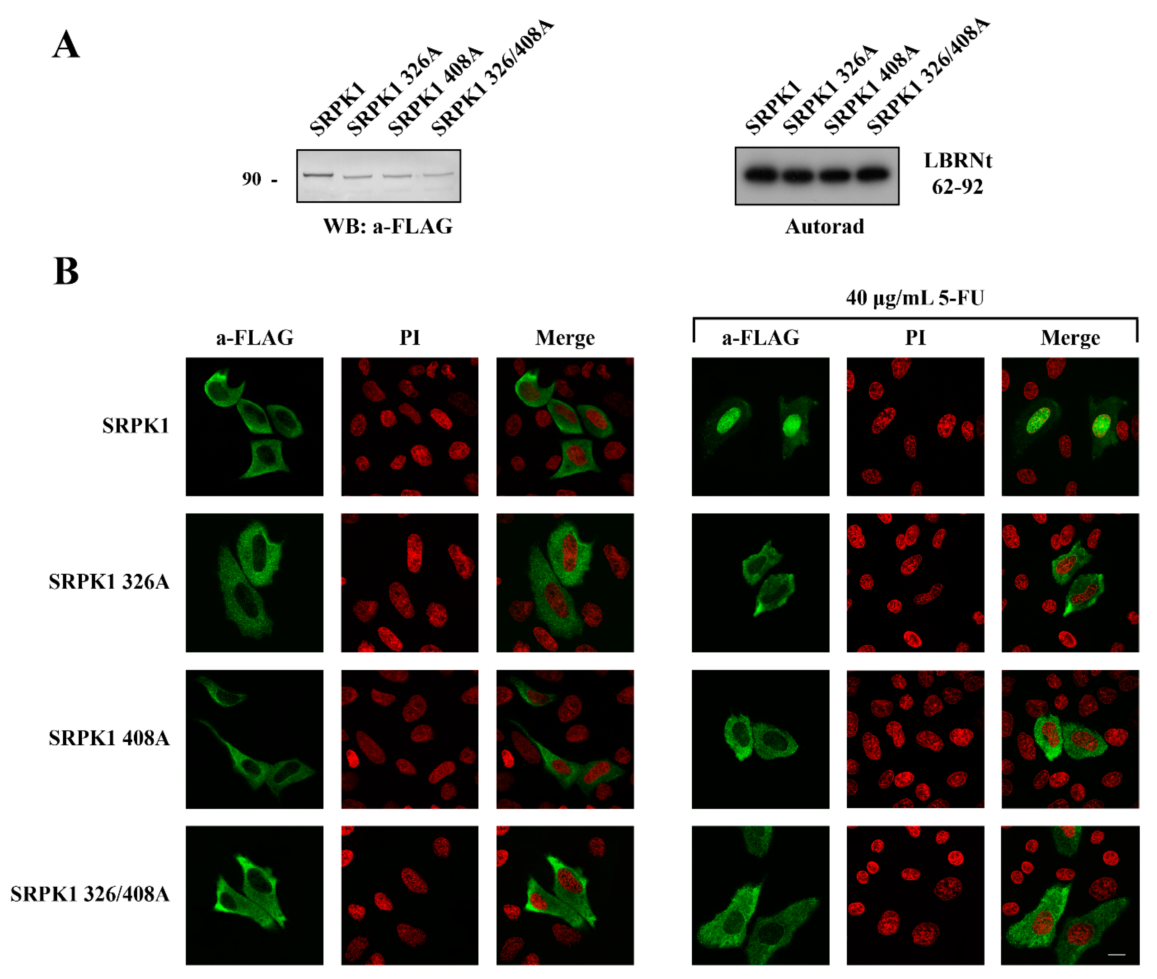 Cells 10 00759 g007 Cells 10 00759 g007