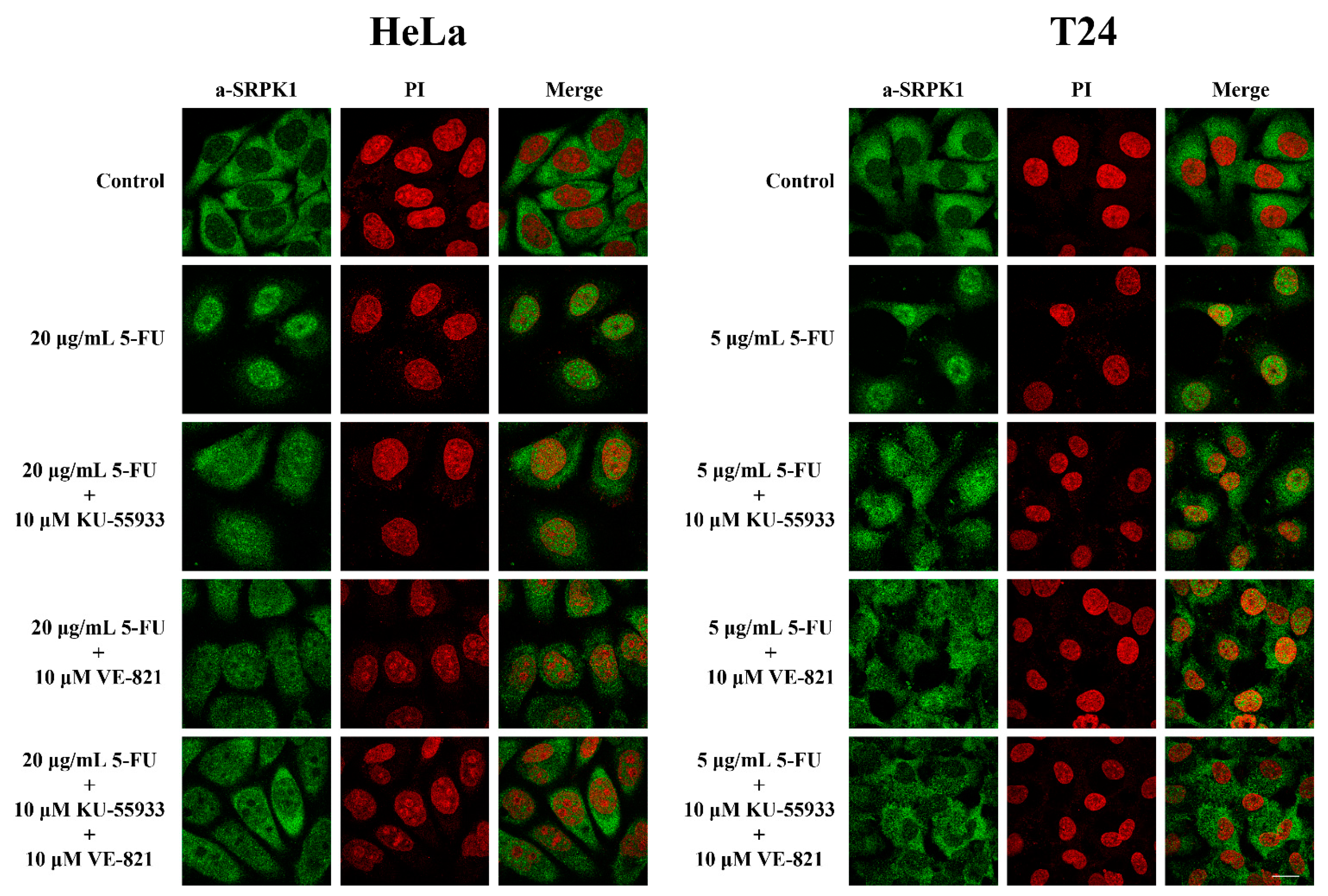 Cells 10 00759 g009 Cells 10 00759 g009