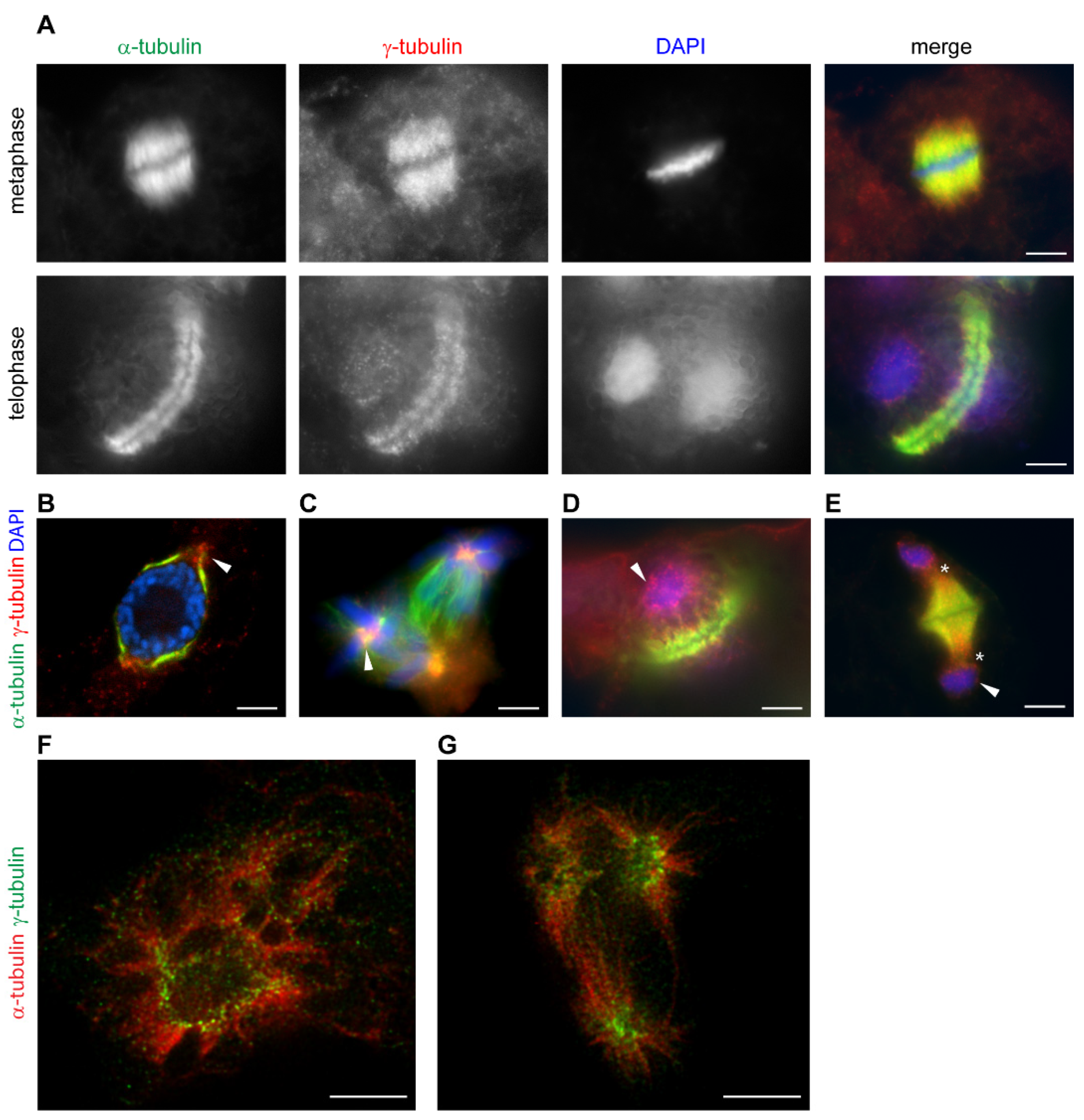 Cells 10 00776 g002 Cells 10 00776 g002
