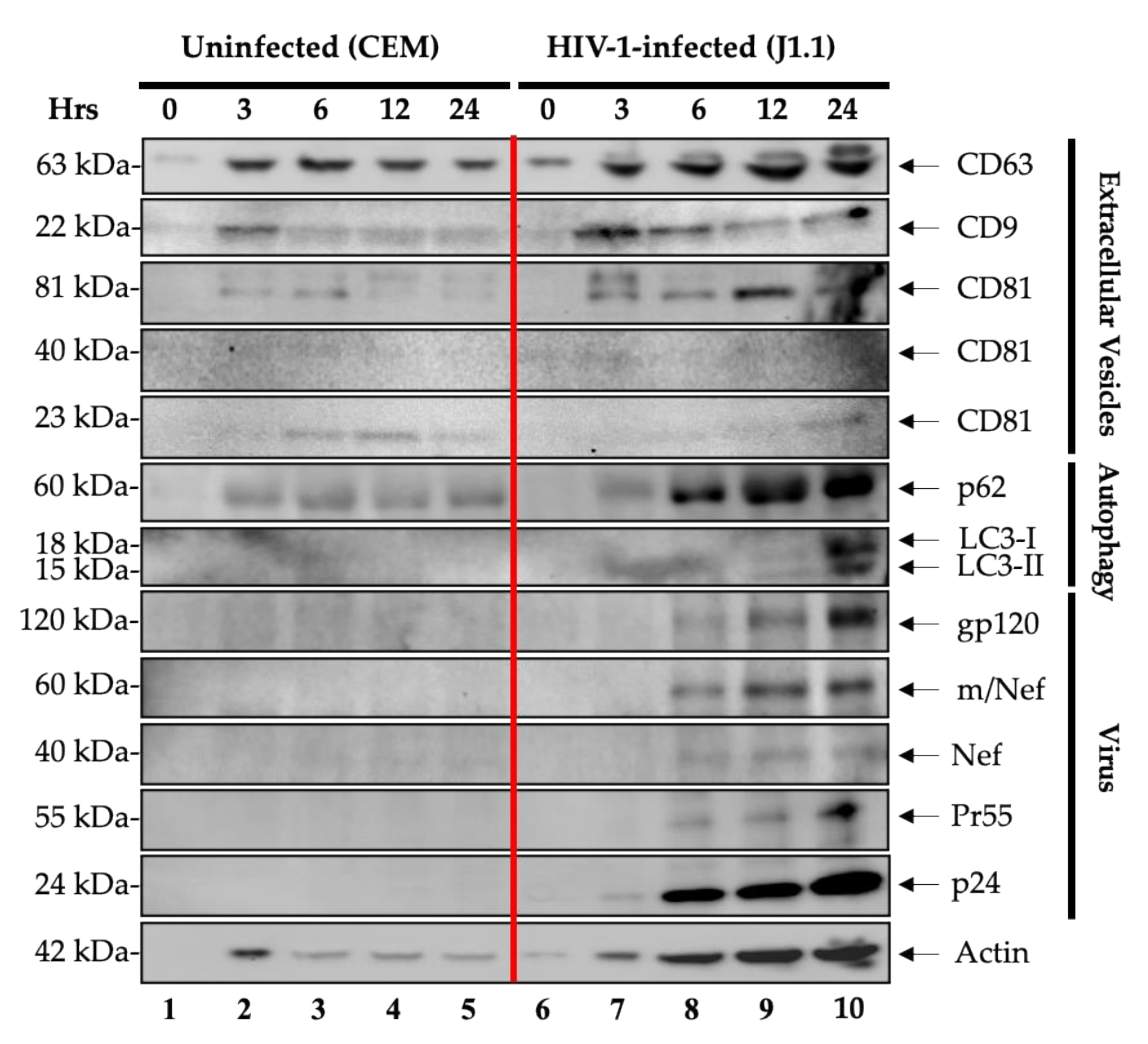 Cells 10 00781 g001 Cells 10 00781 g001
