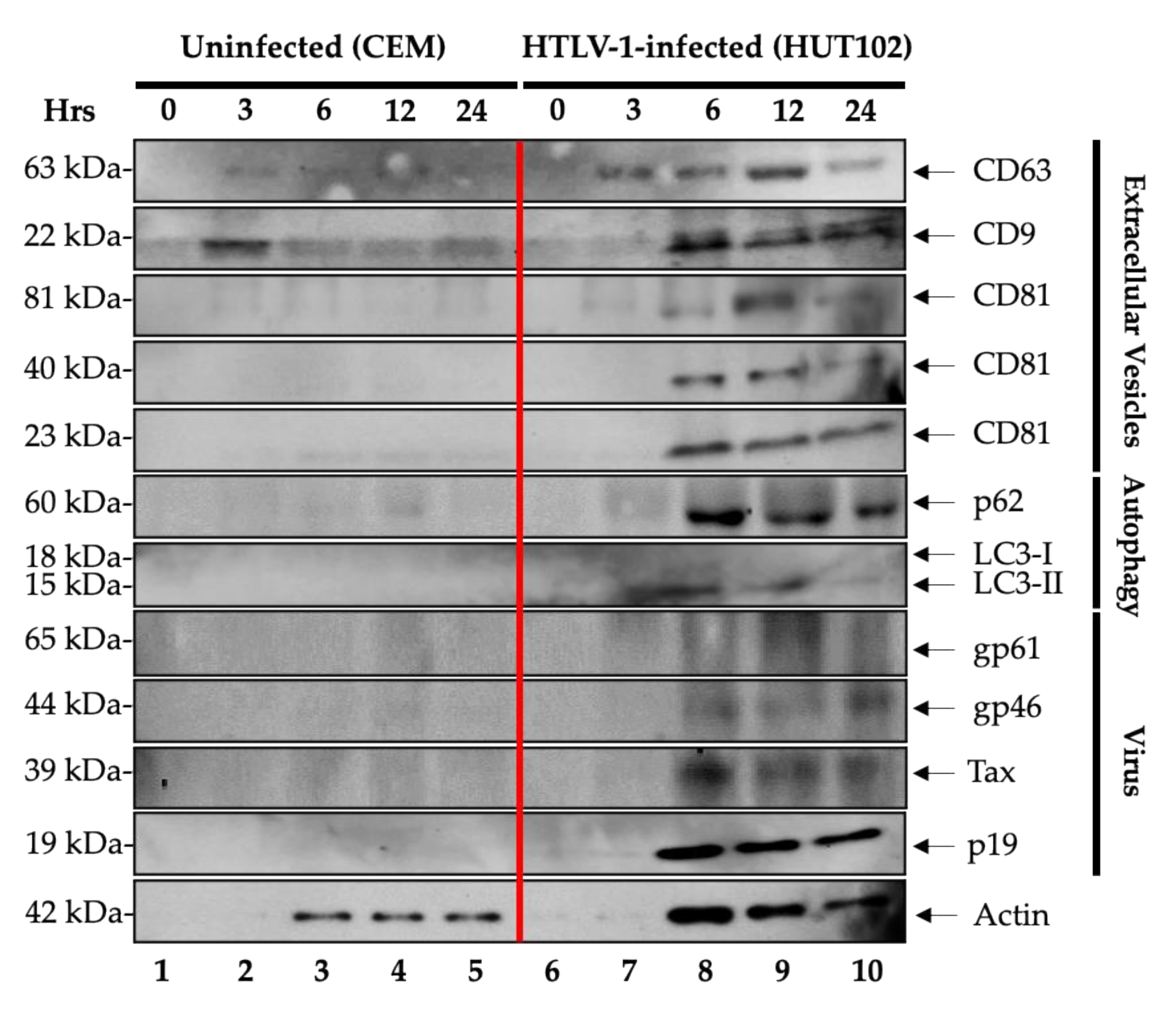 Cells 10 00781 g004 Cells 10 00781 g004