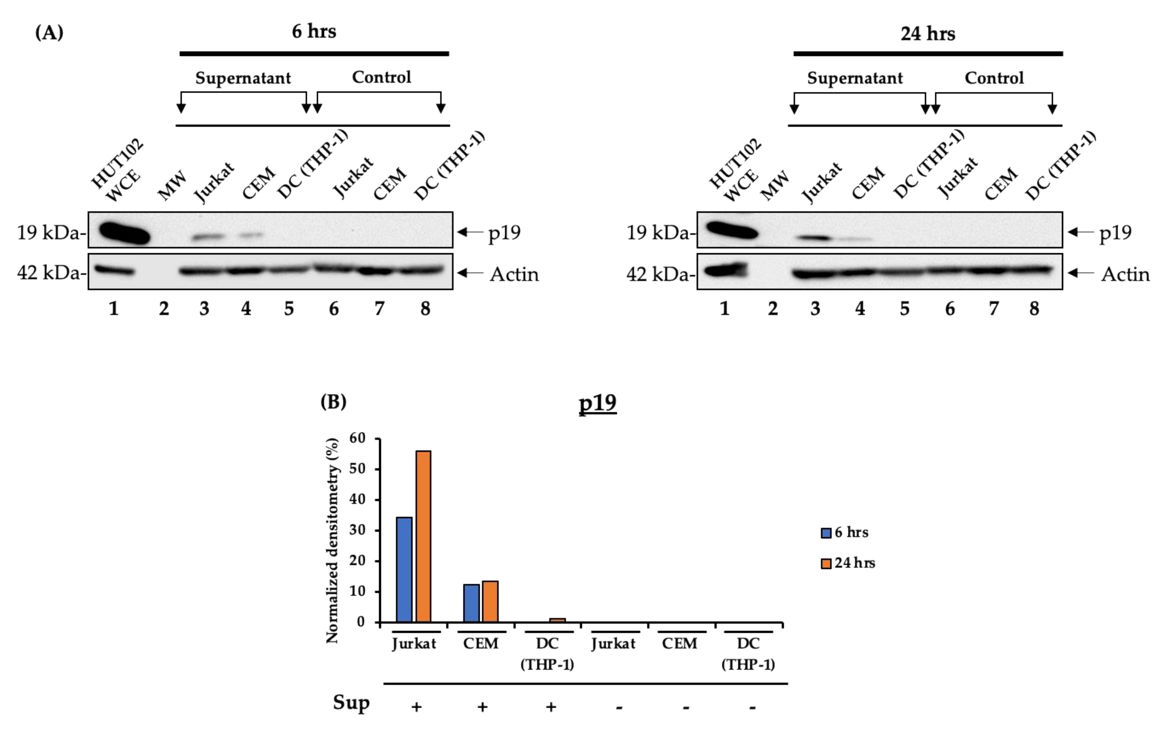 Cells 10 00781 g006 Cells 10 00781 g006