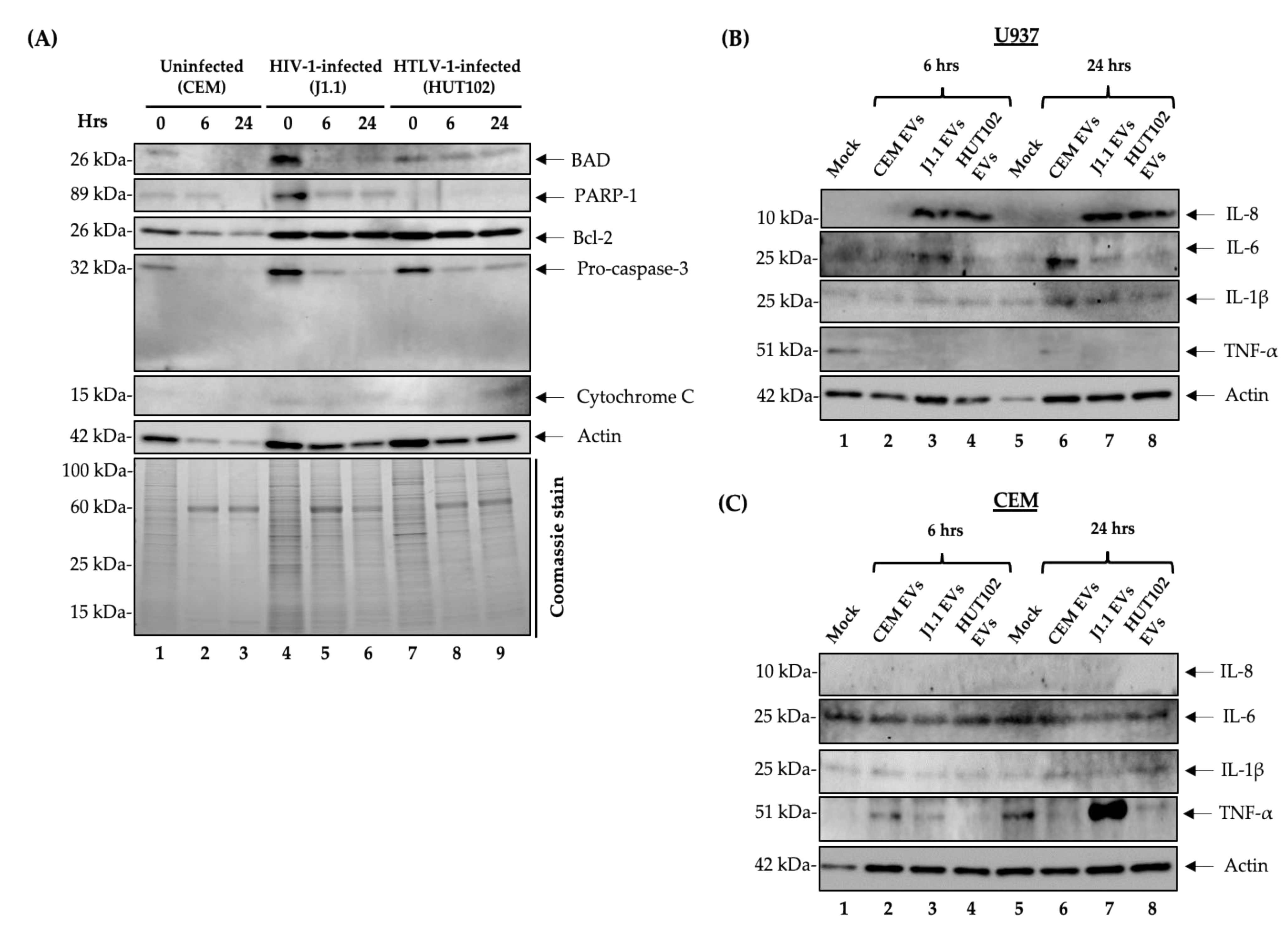 Cells 10 00781 g007 Cells 10 00781 g007