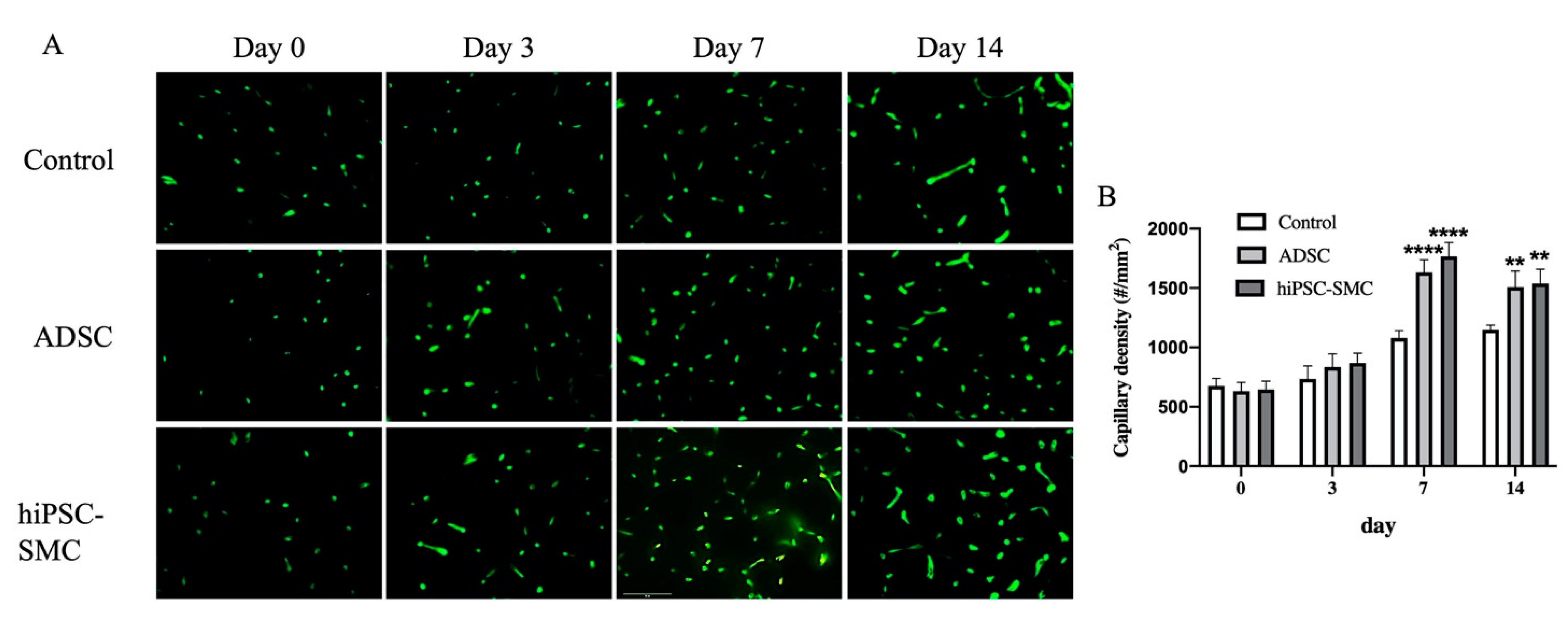 Cells 10 00792 g006 Cells 10 00792 g006