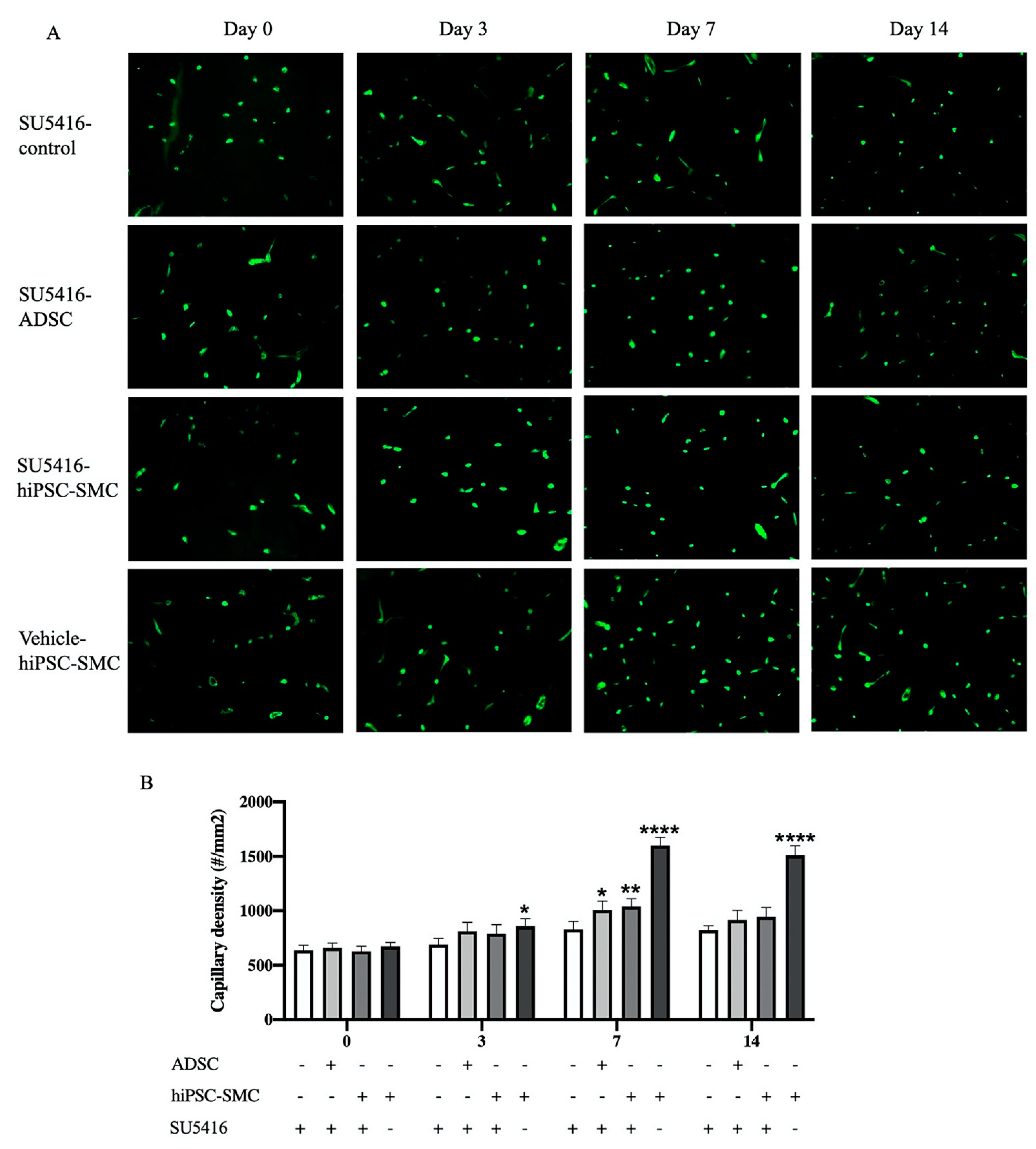 Cells 10 00792 g009 Cells 10 00792 g009