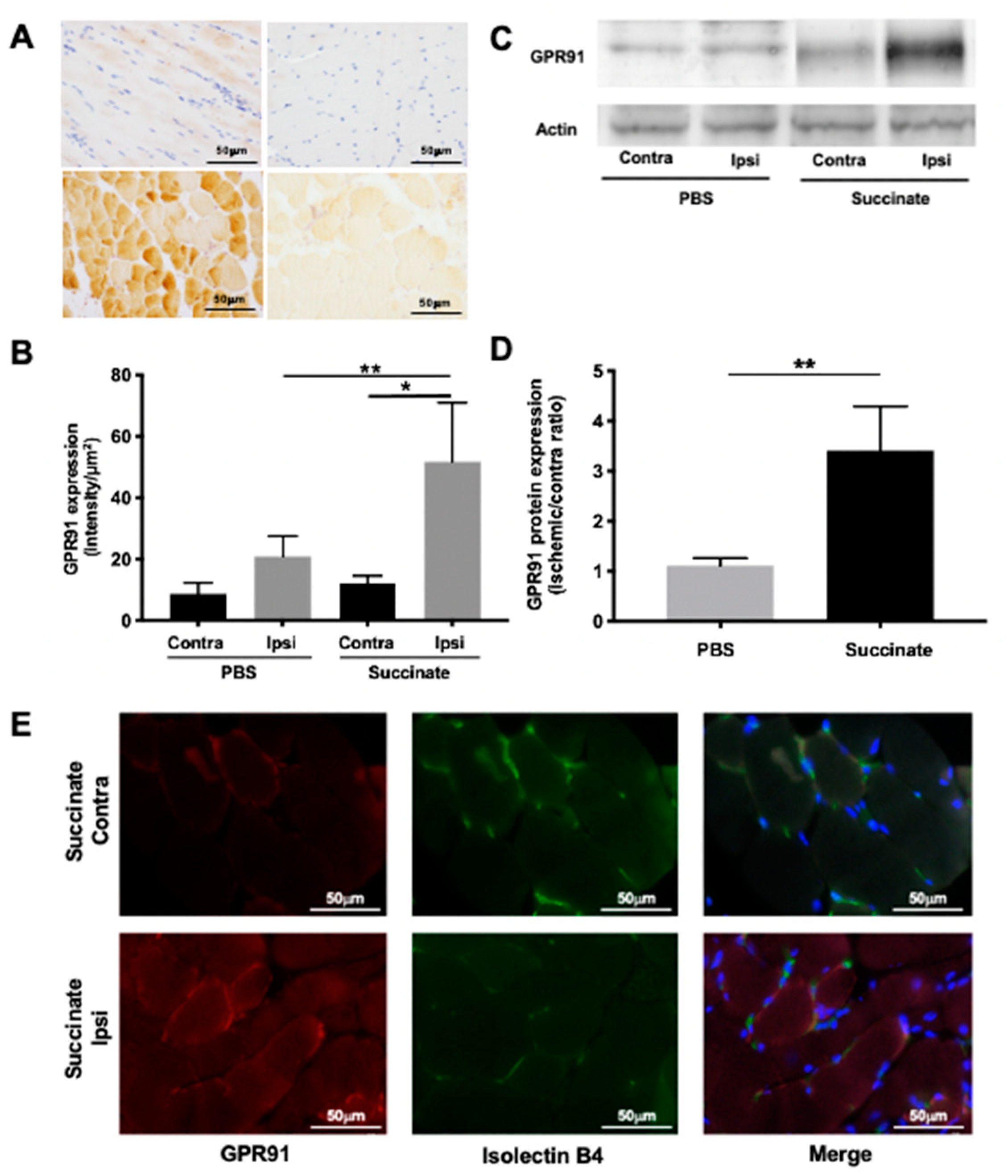 Cells 10 00795 g001 Cells 10 00795 g001
