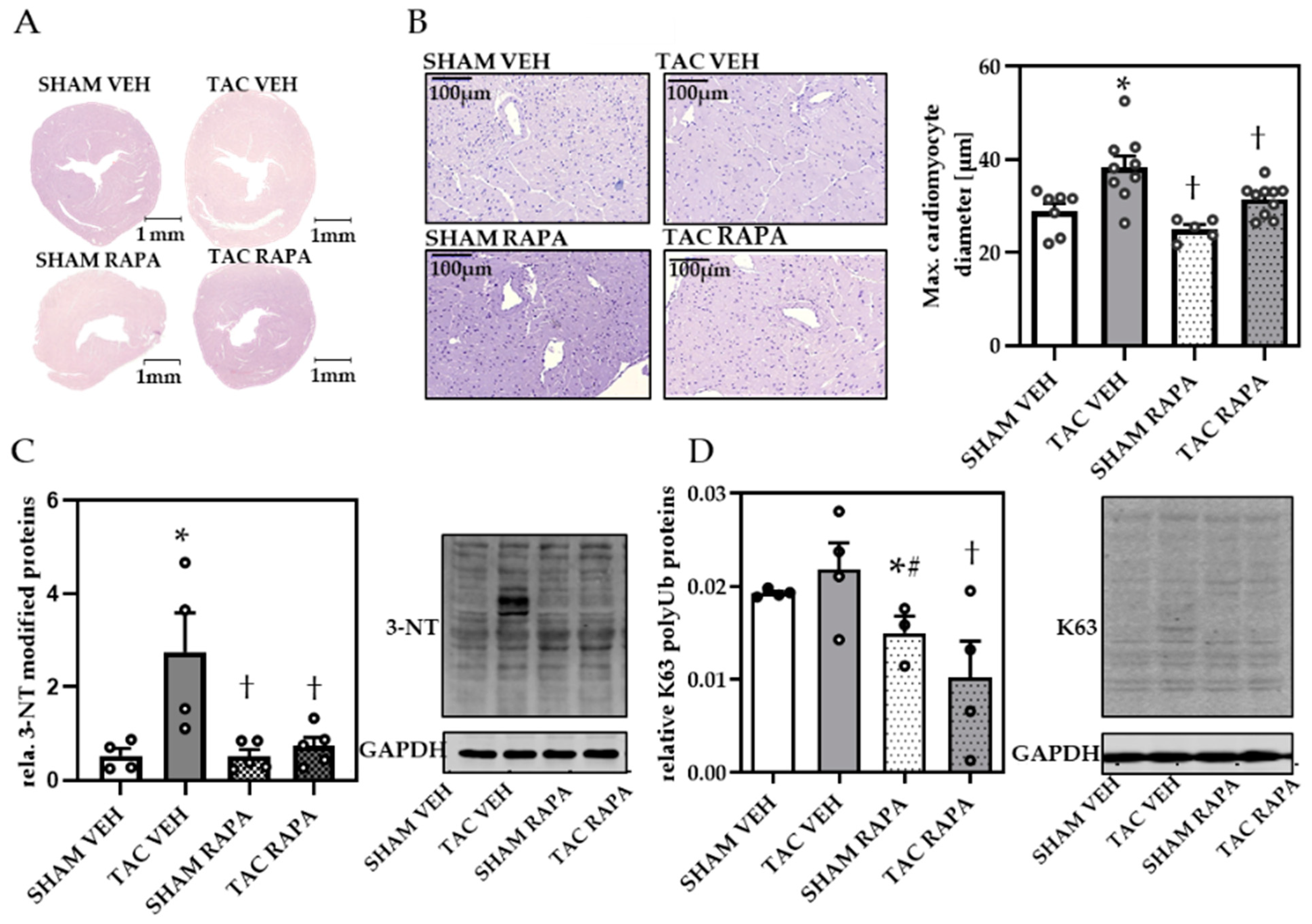 Cells 10 00805 g002