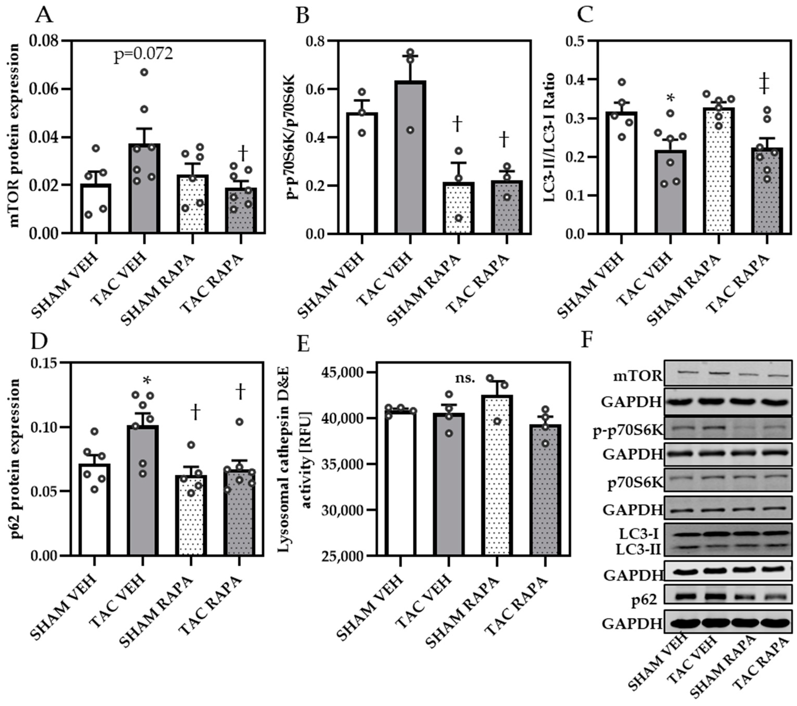 Cells 10 00805 g003