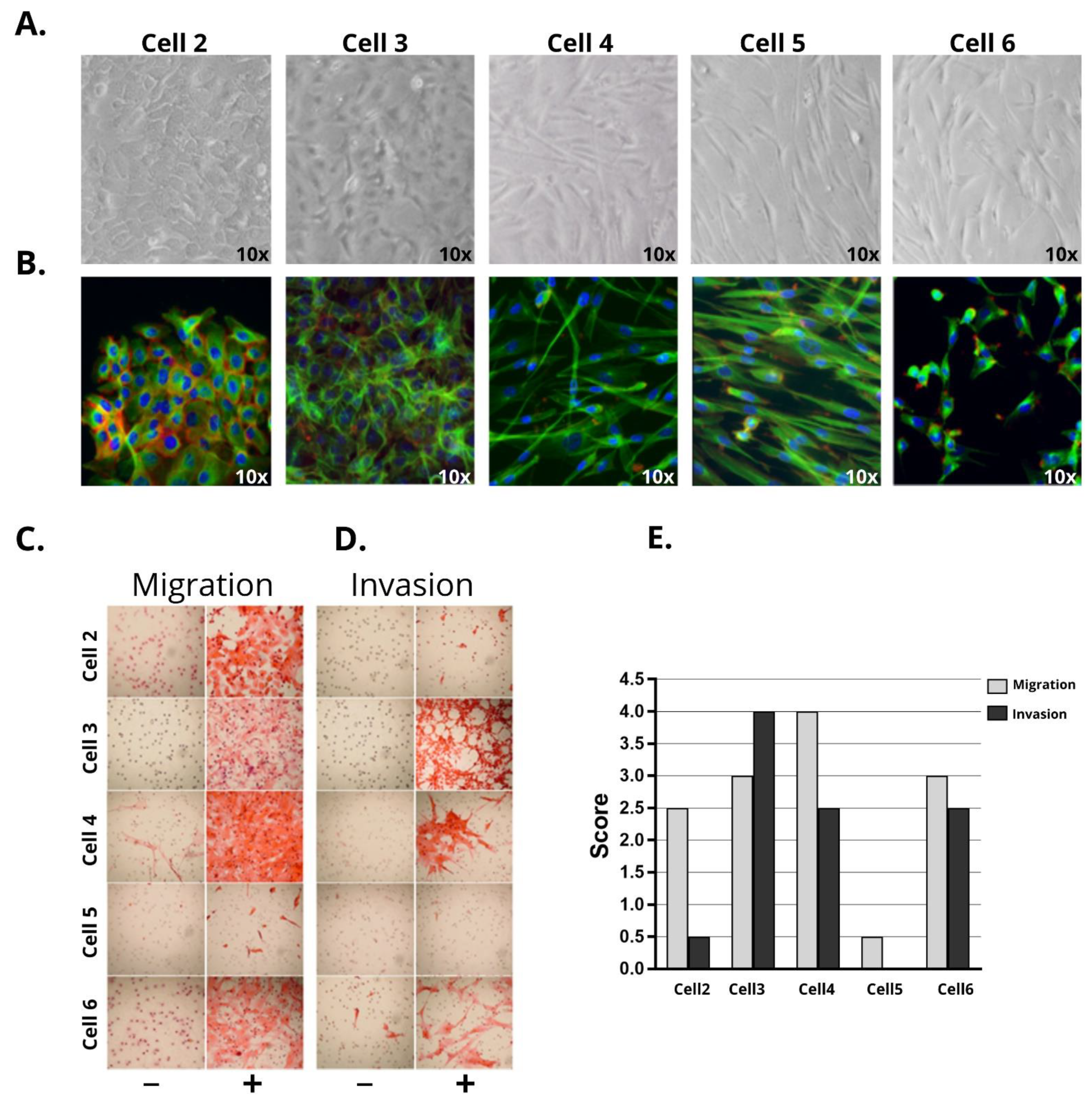 Cells 10 00814 g001 Cells 10 00814 g001