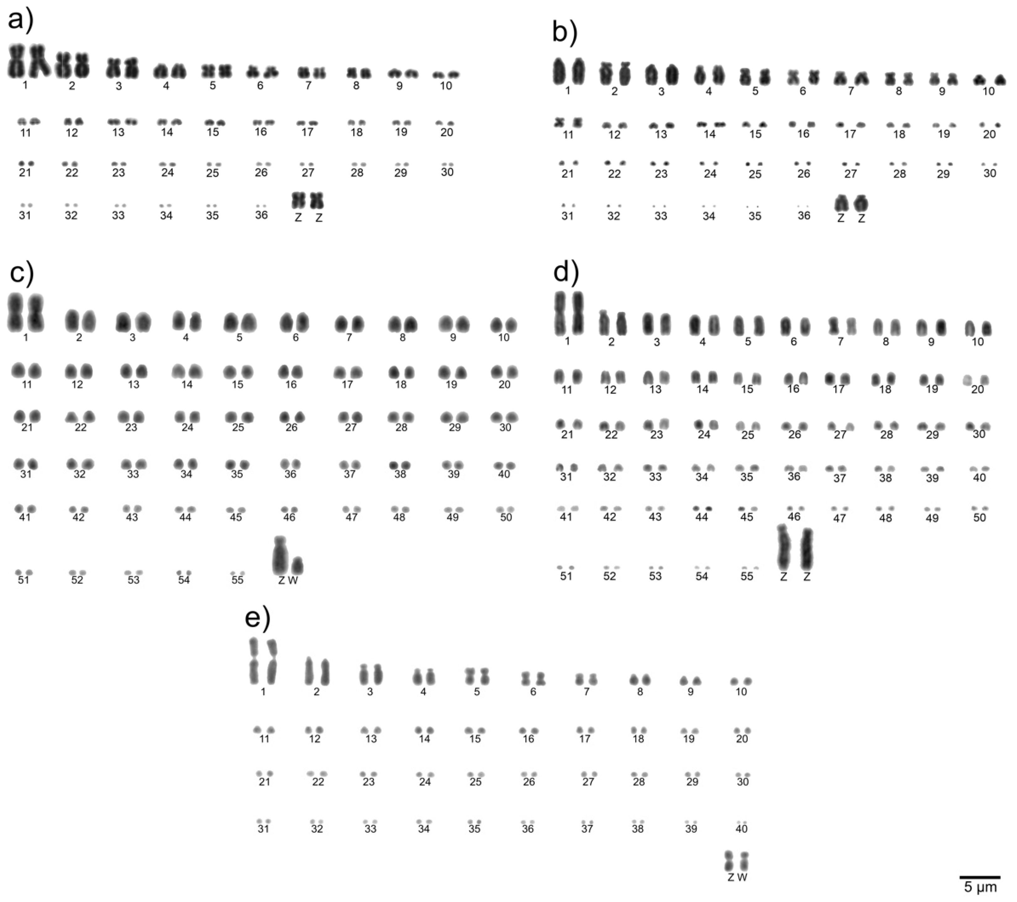 Cells 10 00826 g001