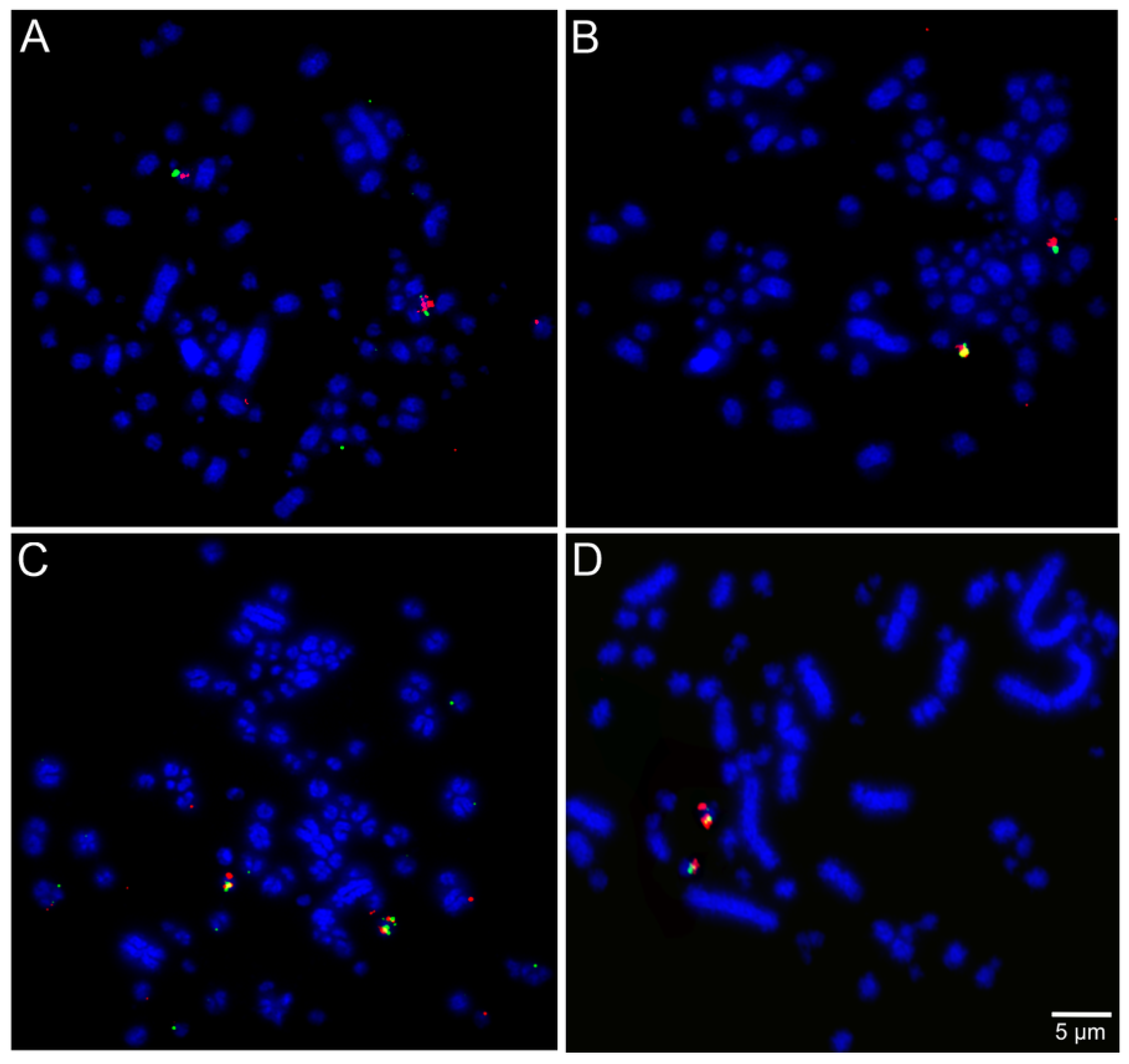 Cells 10 00826 g004
