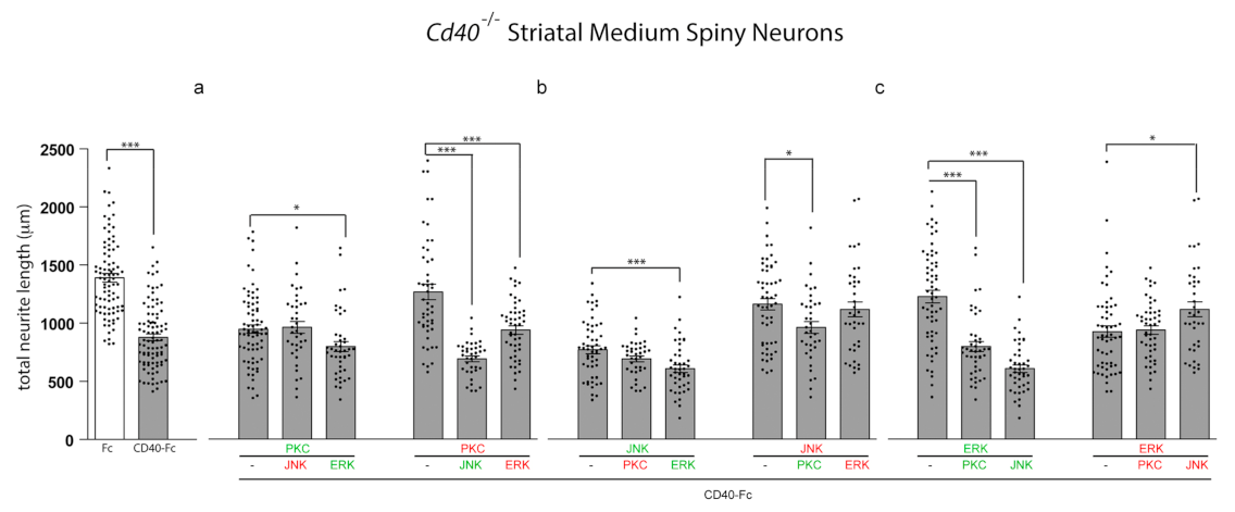 Cells 10 00829 g003 Cells 10 00829 g003