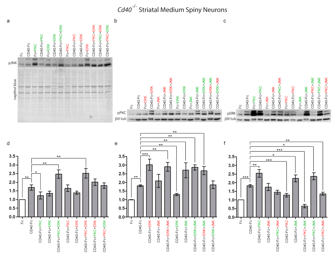 Cells 10 00829 g004 Cells 10 00829 g004