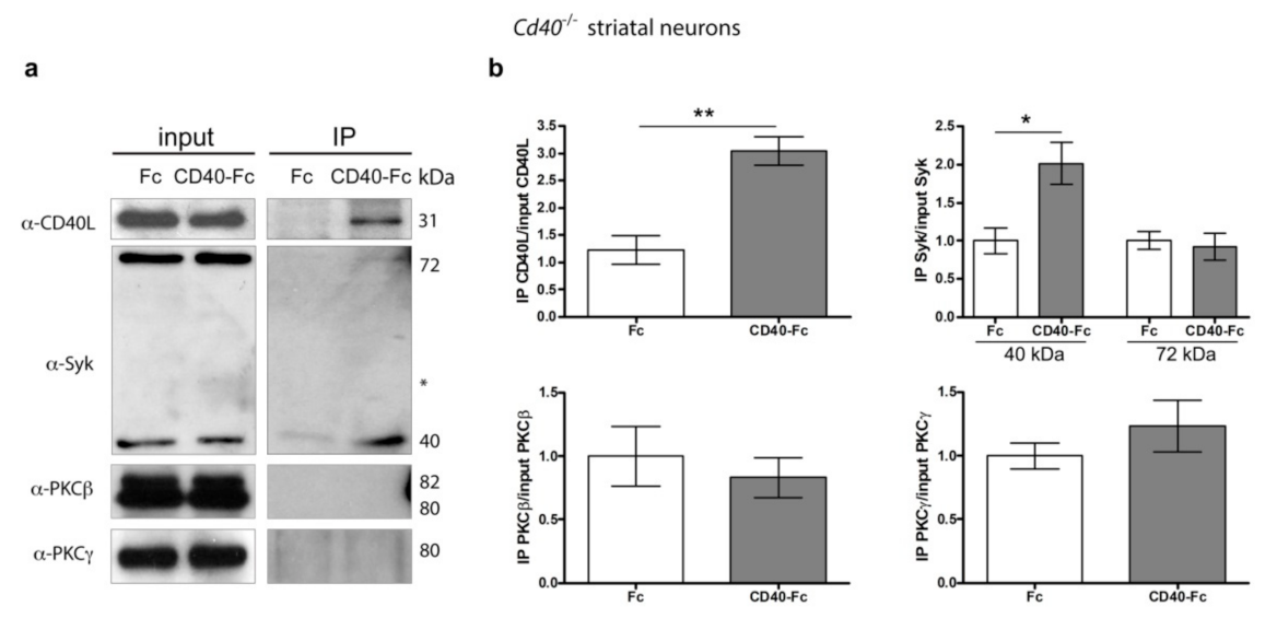 Cells 10 00829 g007 Cells 10 00829 g007