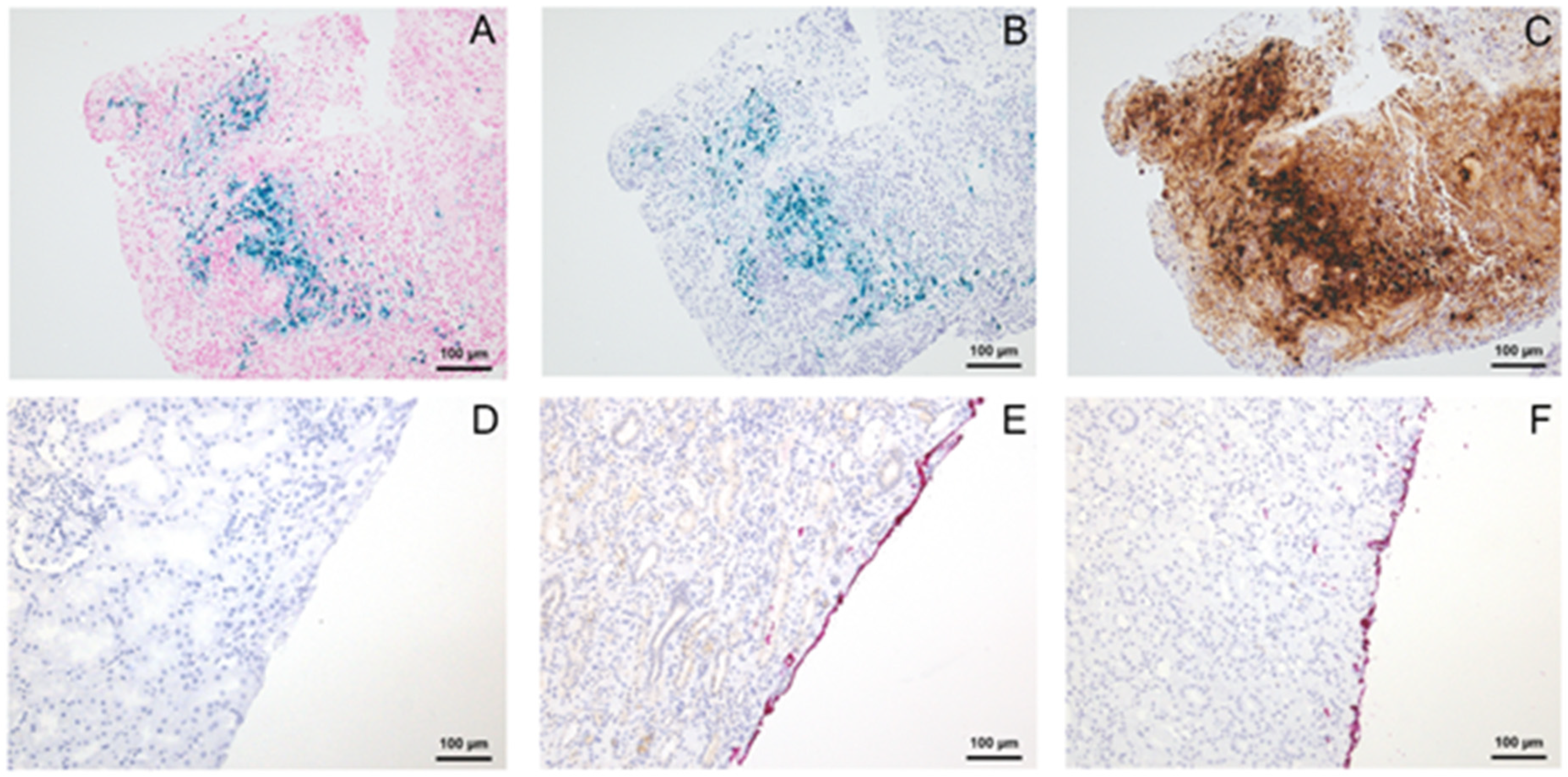 Cells 10 00835 g002 Cells 10 00835 g002