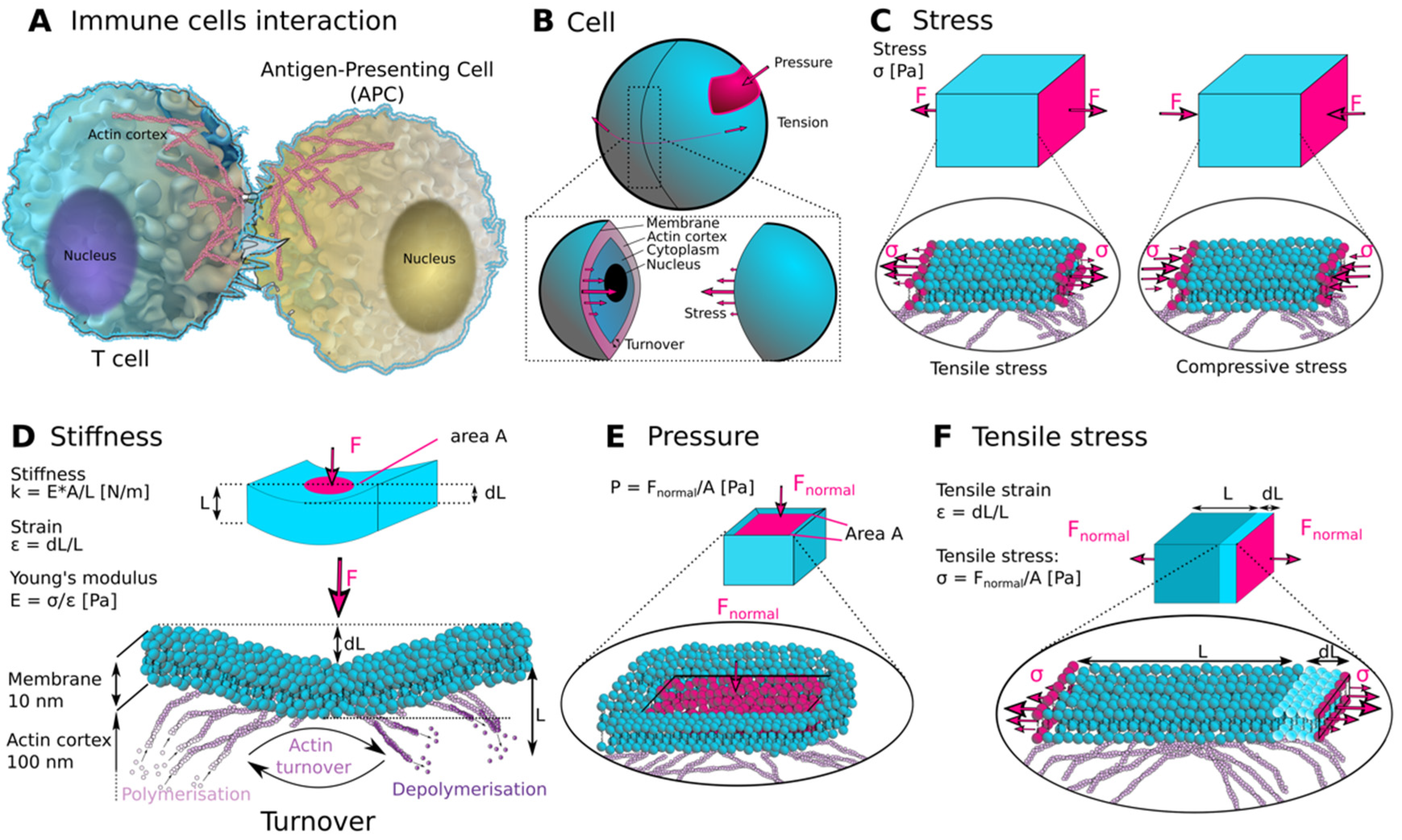 Cells 10 00851 g001 Cells 10 00851 g001