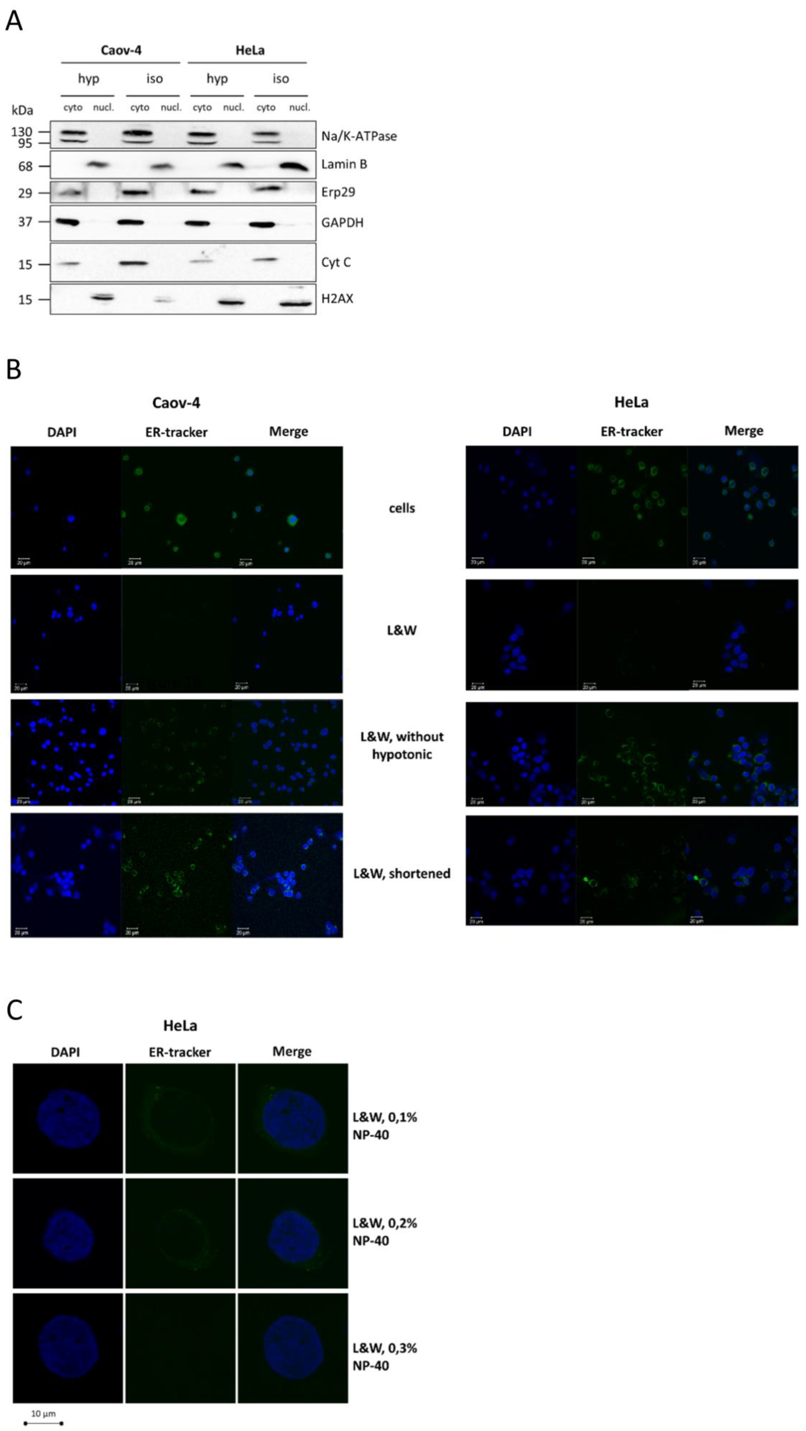 Cells 10 00852 g001 Cells 10 00852 g001