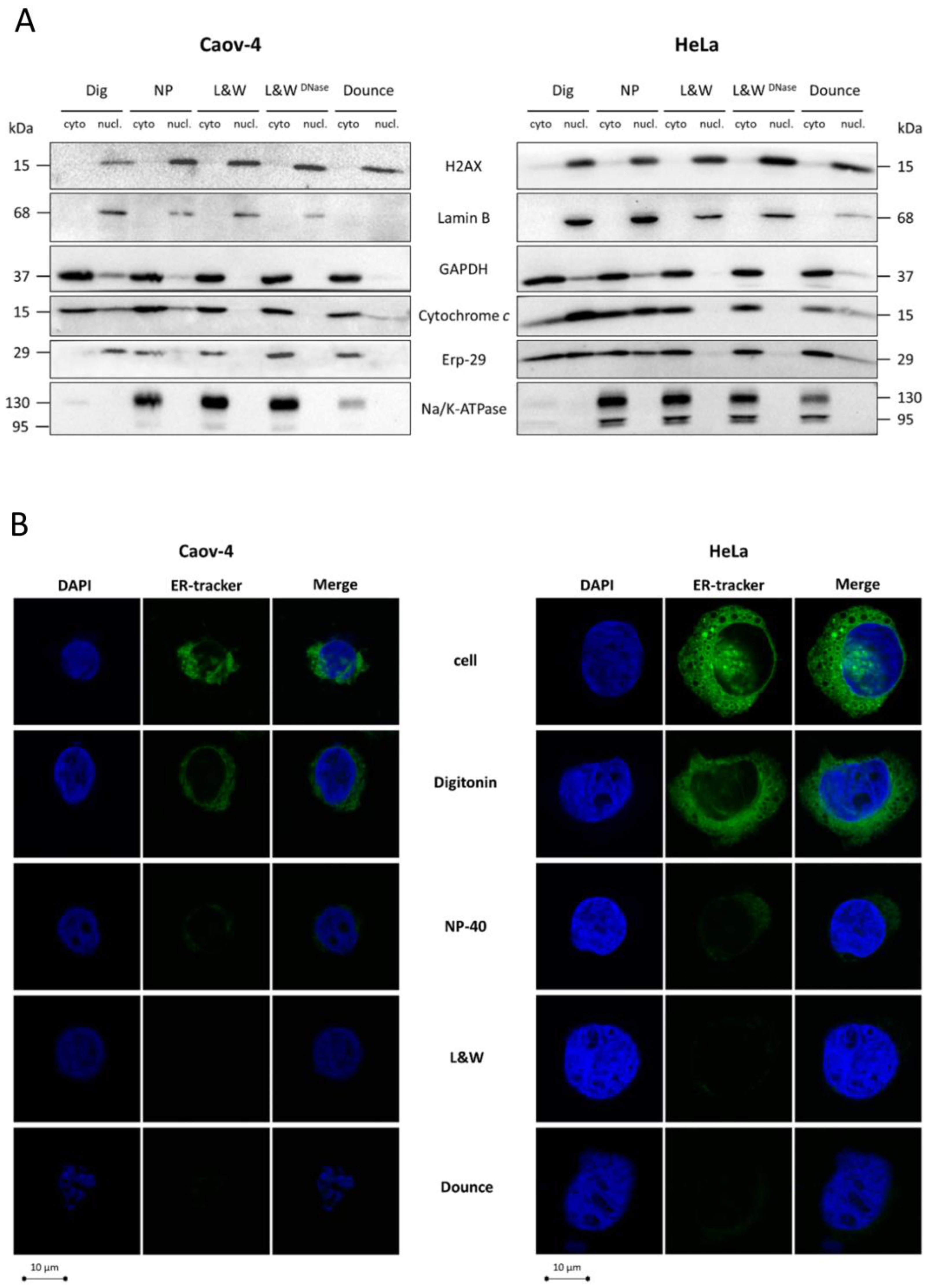 Cells 10 00852 g002 Cells 10 00852 g002