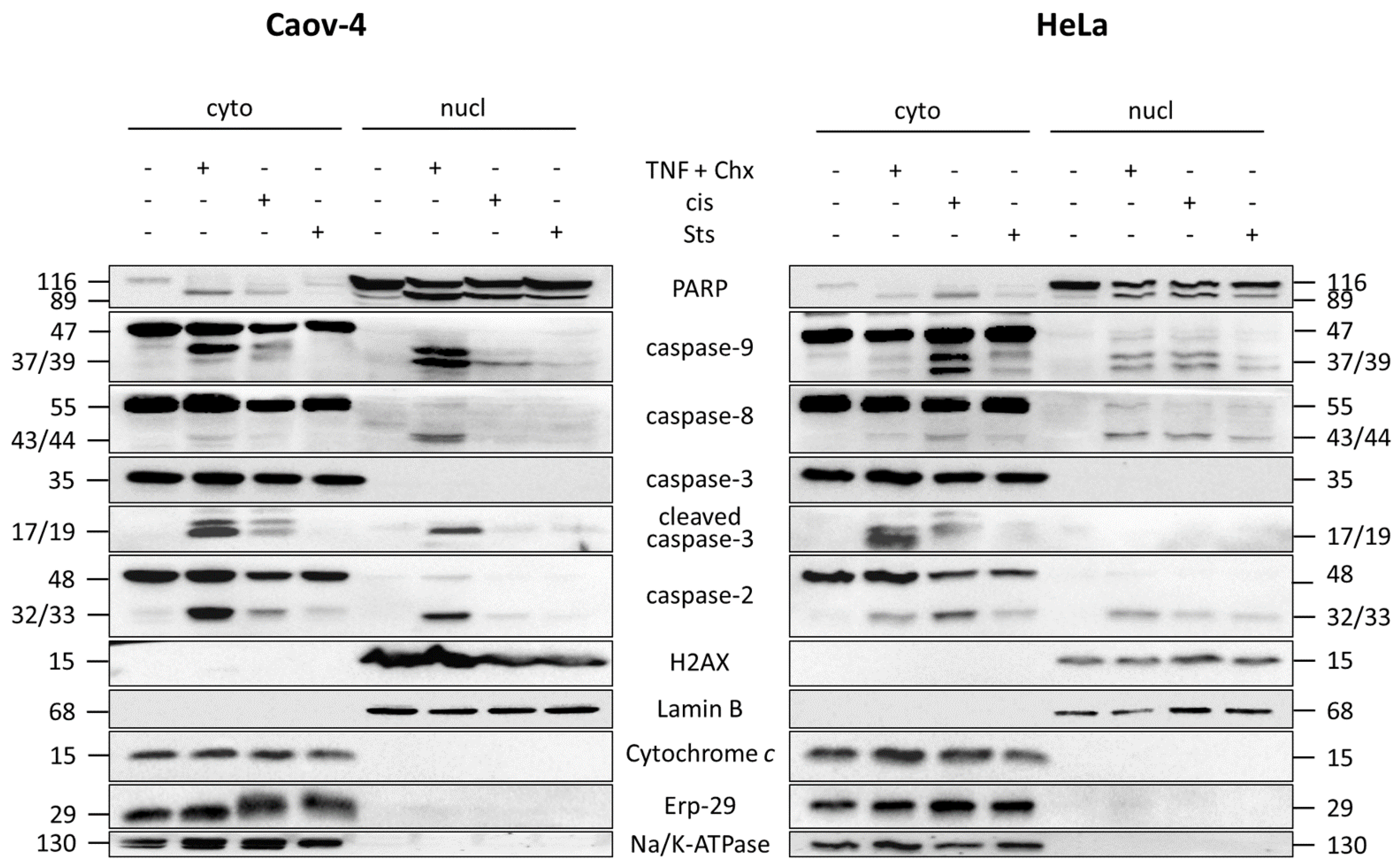 Cells 10 00852 g003 Cells 10 00852 g003