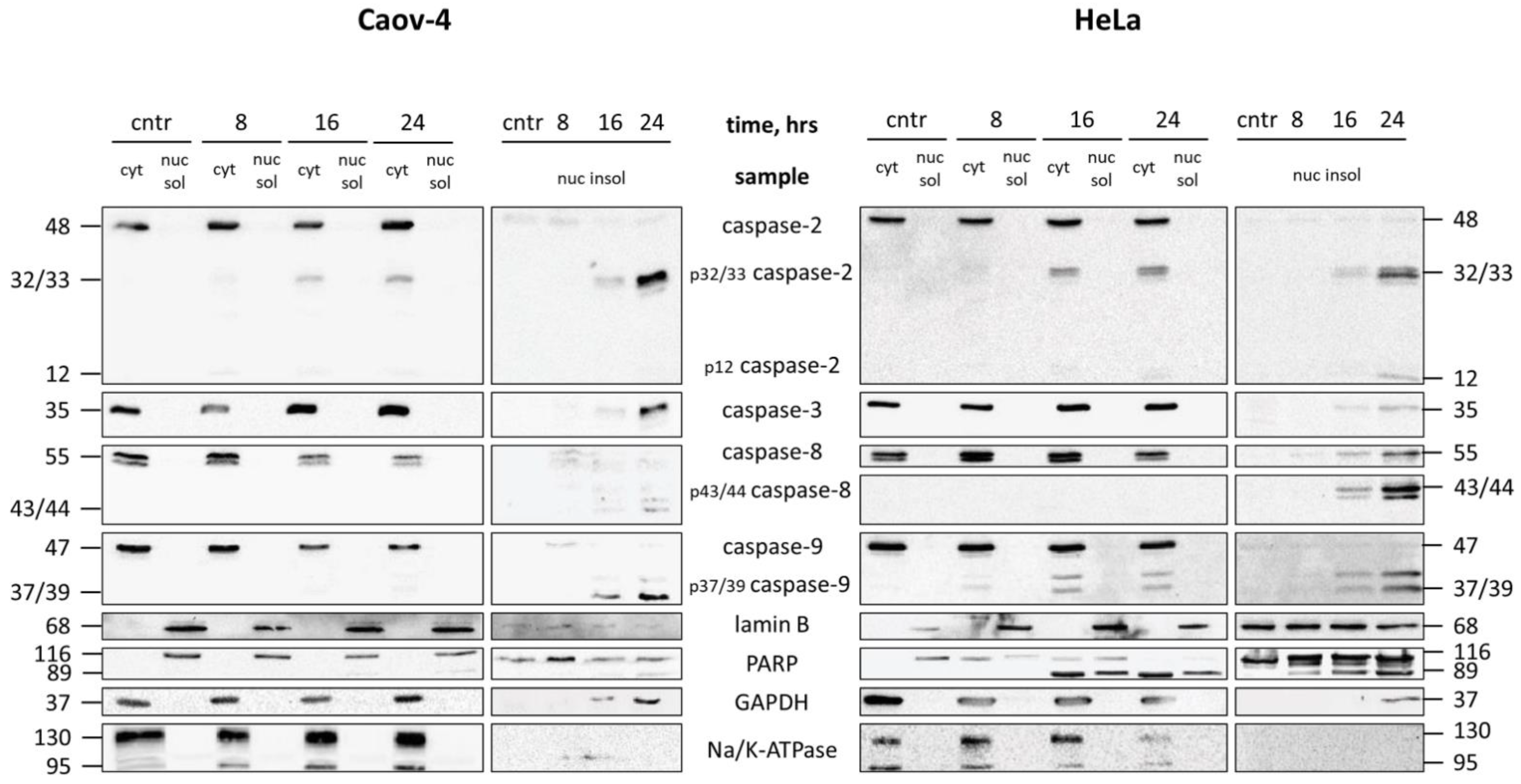 Cells 10 00852 g004 Cells 10 00852 g004