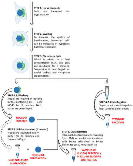 Simple and Efficient Protocol for Subcellular Fractionation of Normal ...
