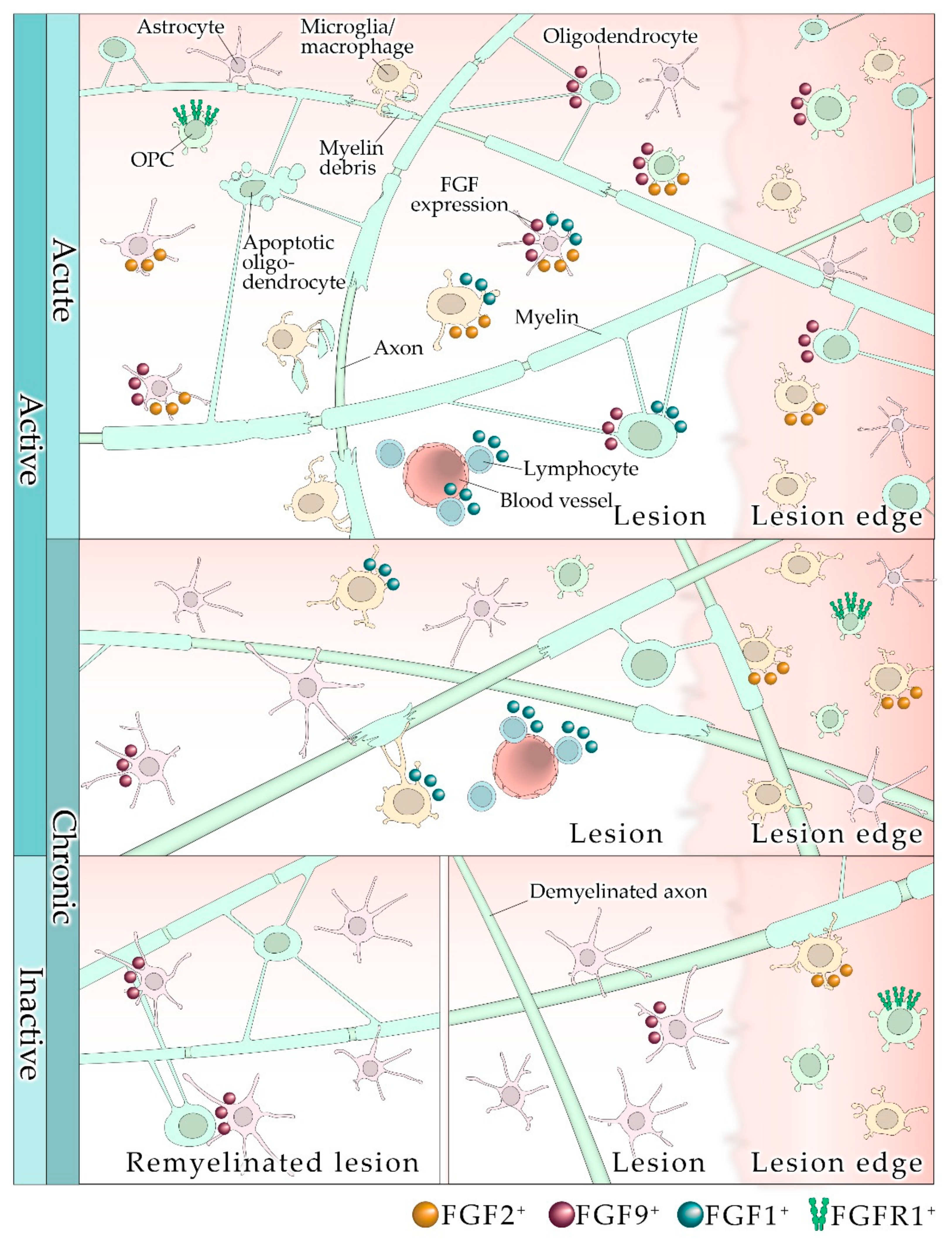 Cells 10 00884 g001 Cells 10 00884 g001