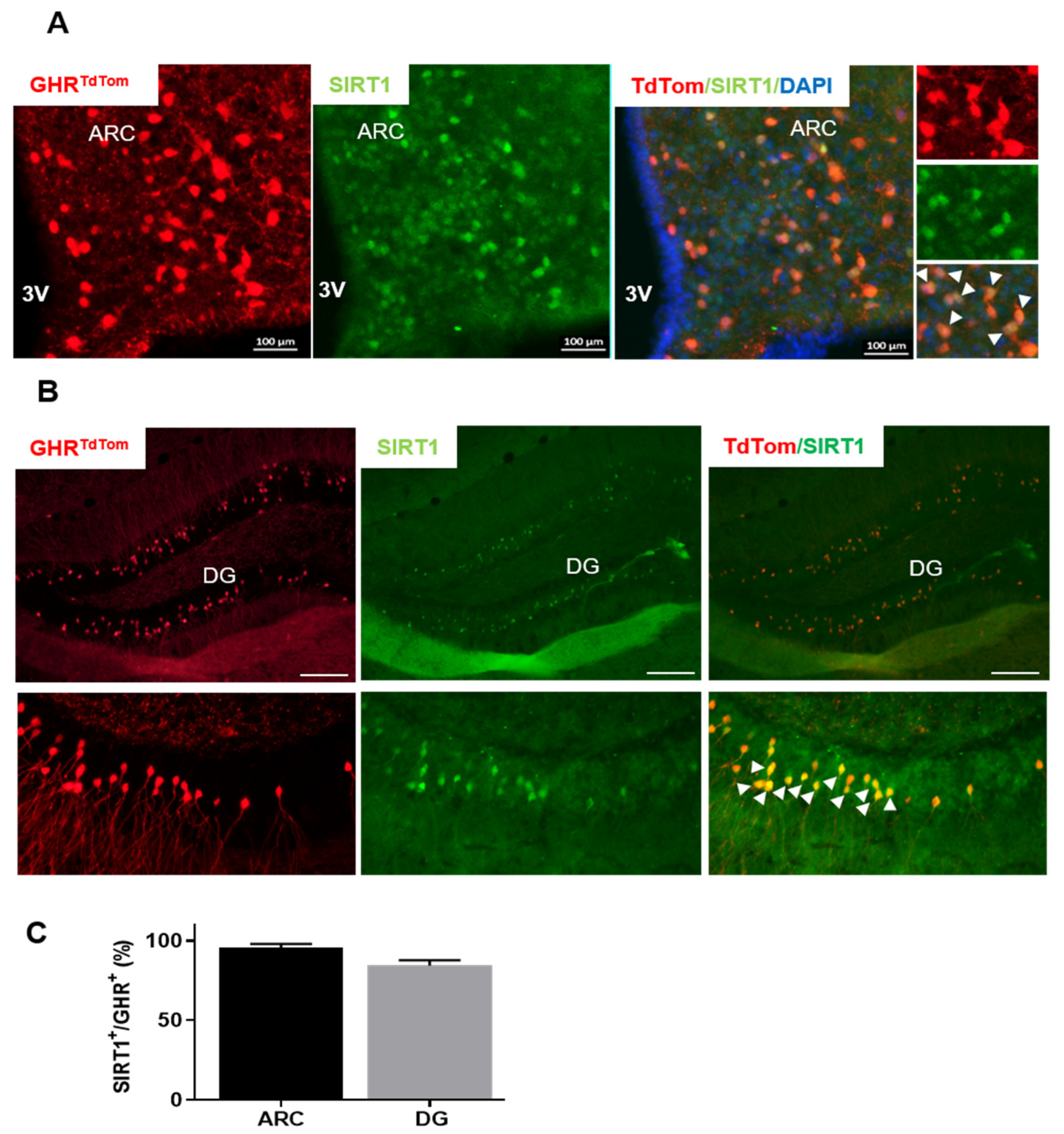 Cells 10 00891 g001 Cells 10 00891 g001