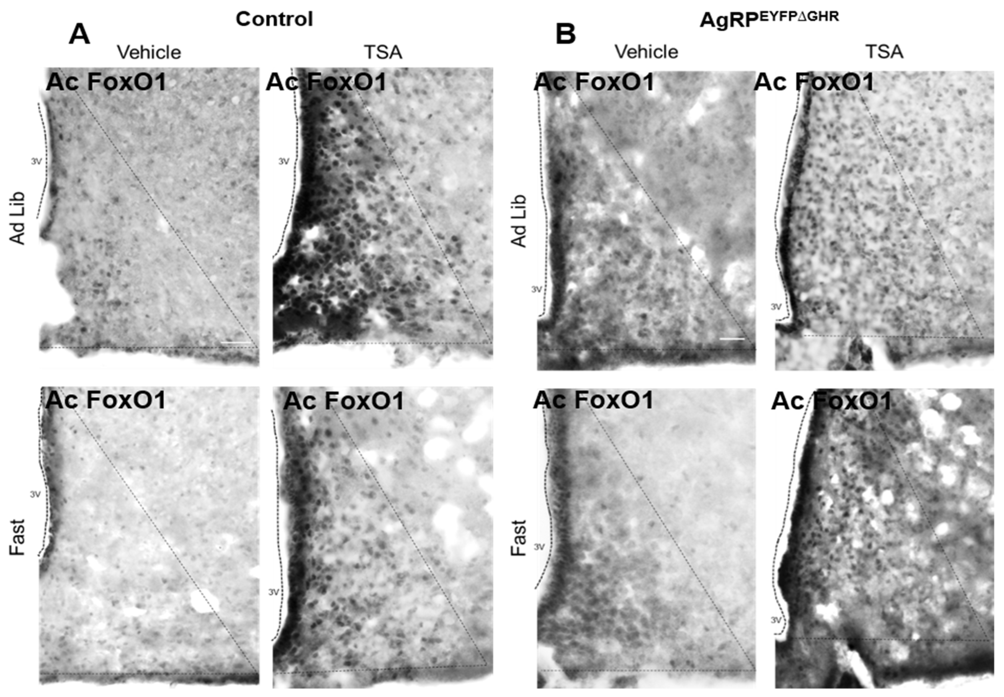 Cells 10 00891 g004 Cells 10 00891 g004