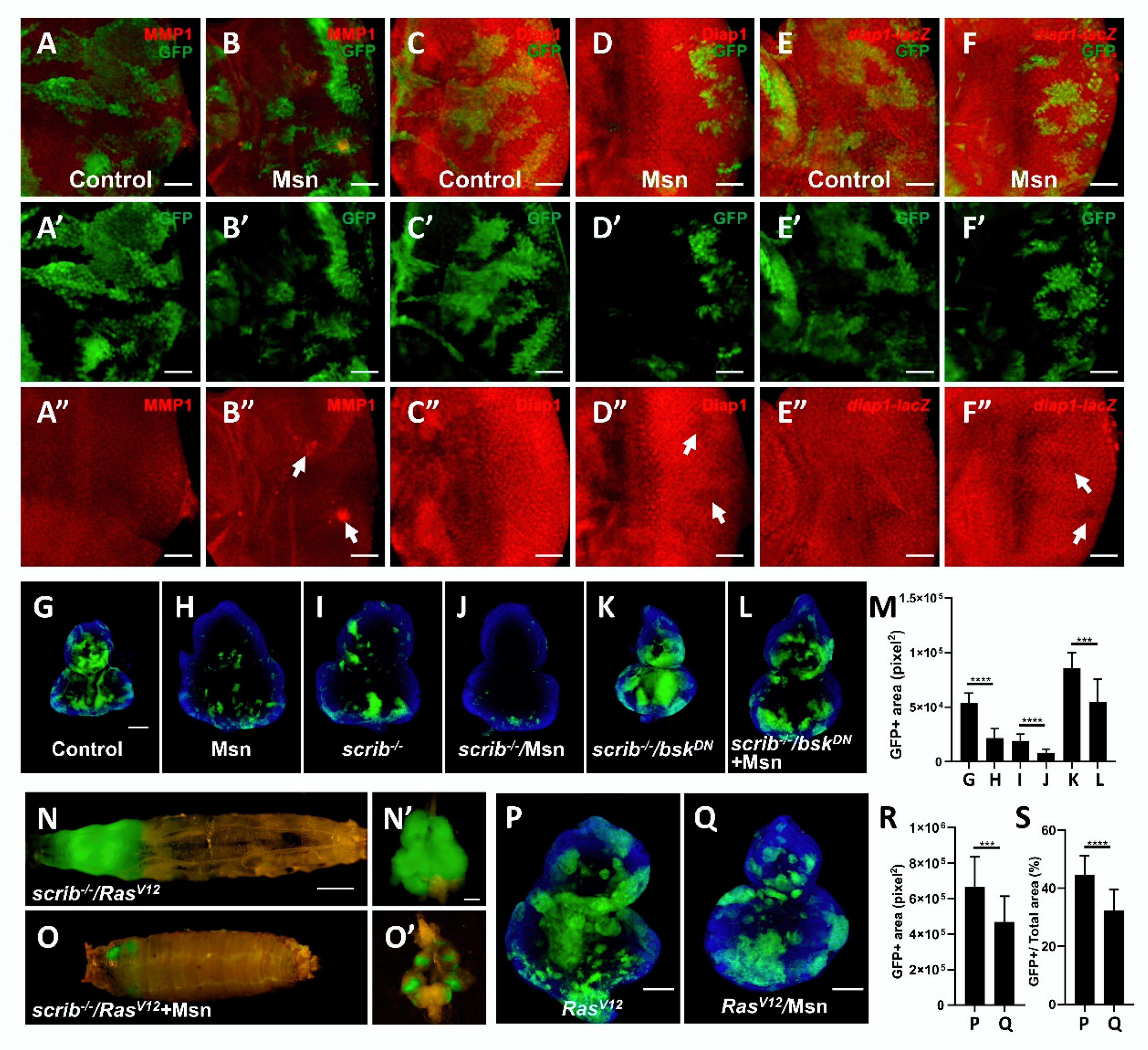 Cells 10 00894 g003 Cells 10 00894 g003