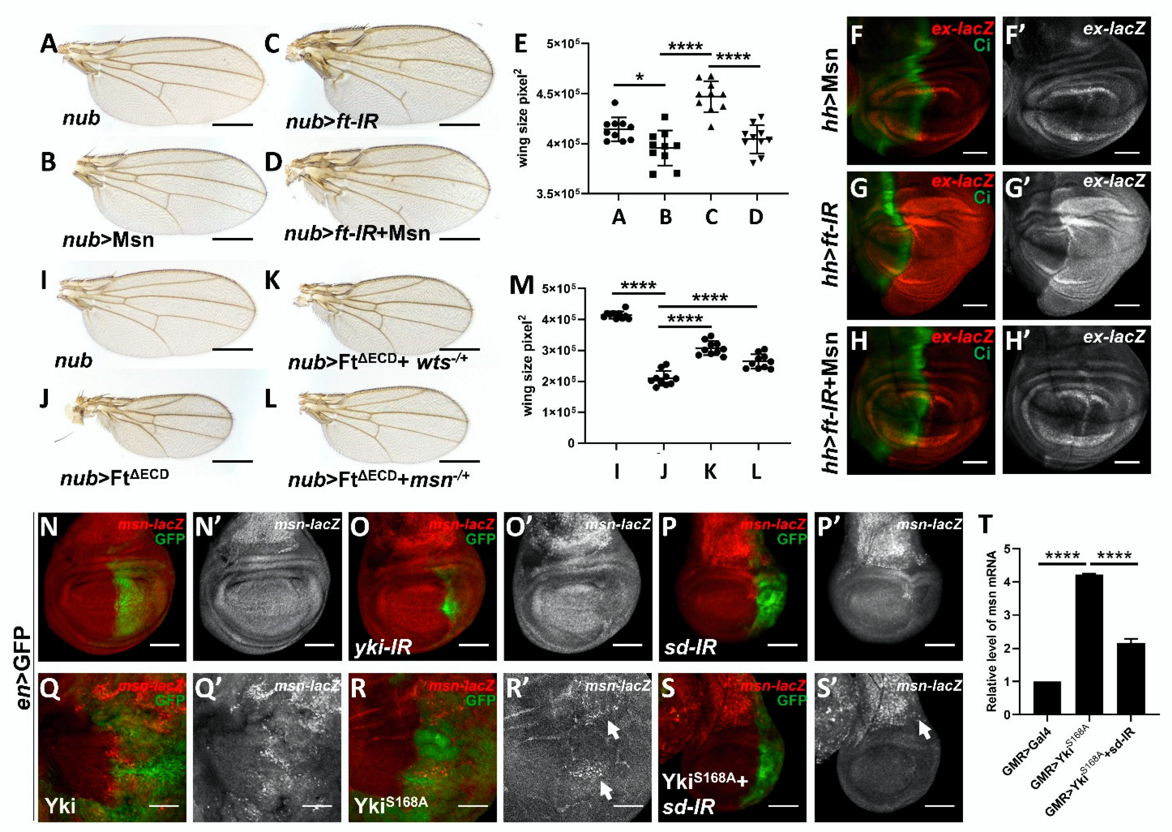 Cells 10 00894 g004 Cells 10 00894 g004