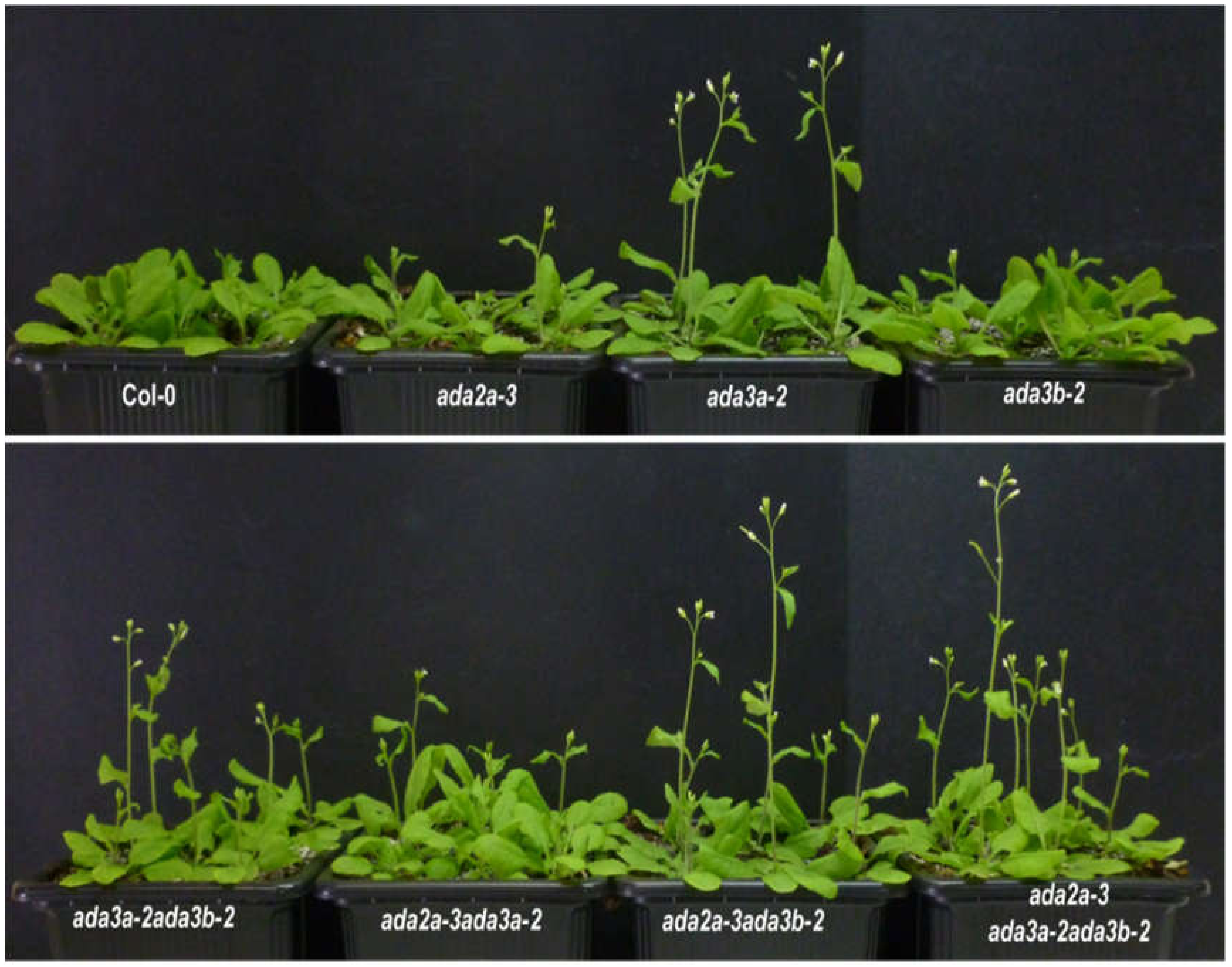 Cells 10 00904 g005 Cells 10 00904 g005