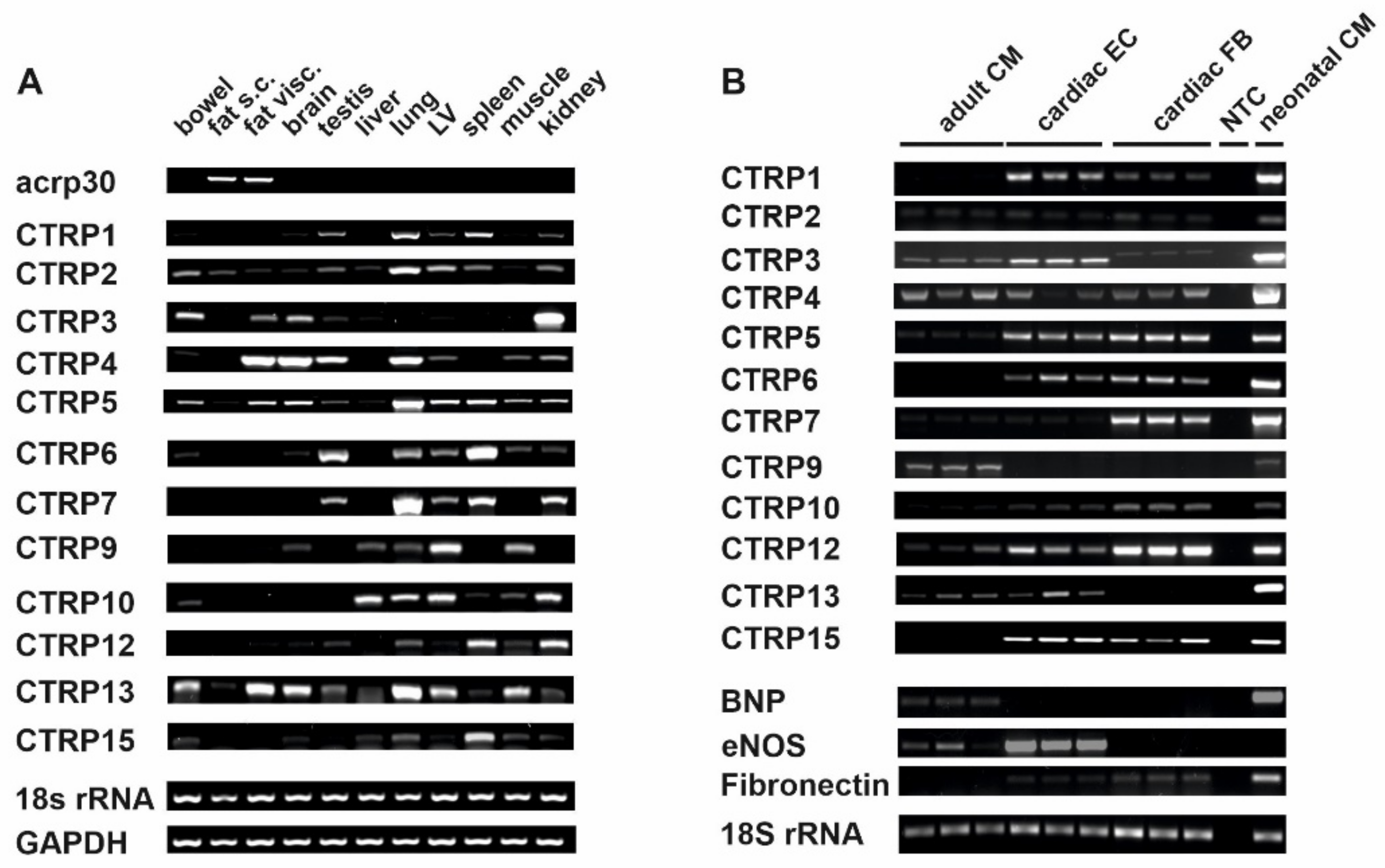 Cells 10 00905 g001 Cells 10 00905 g001