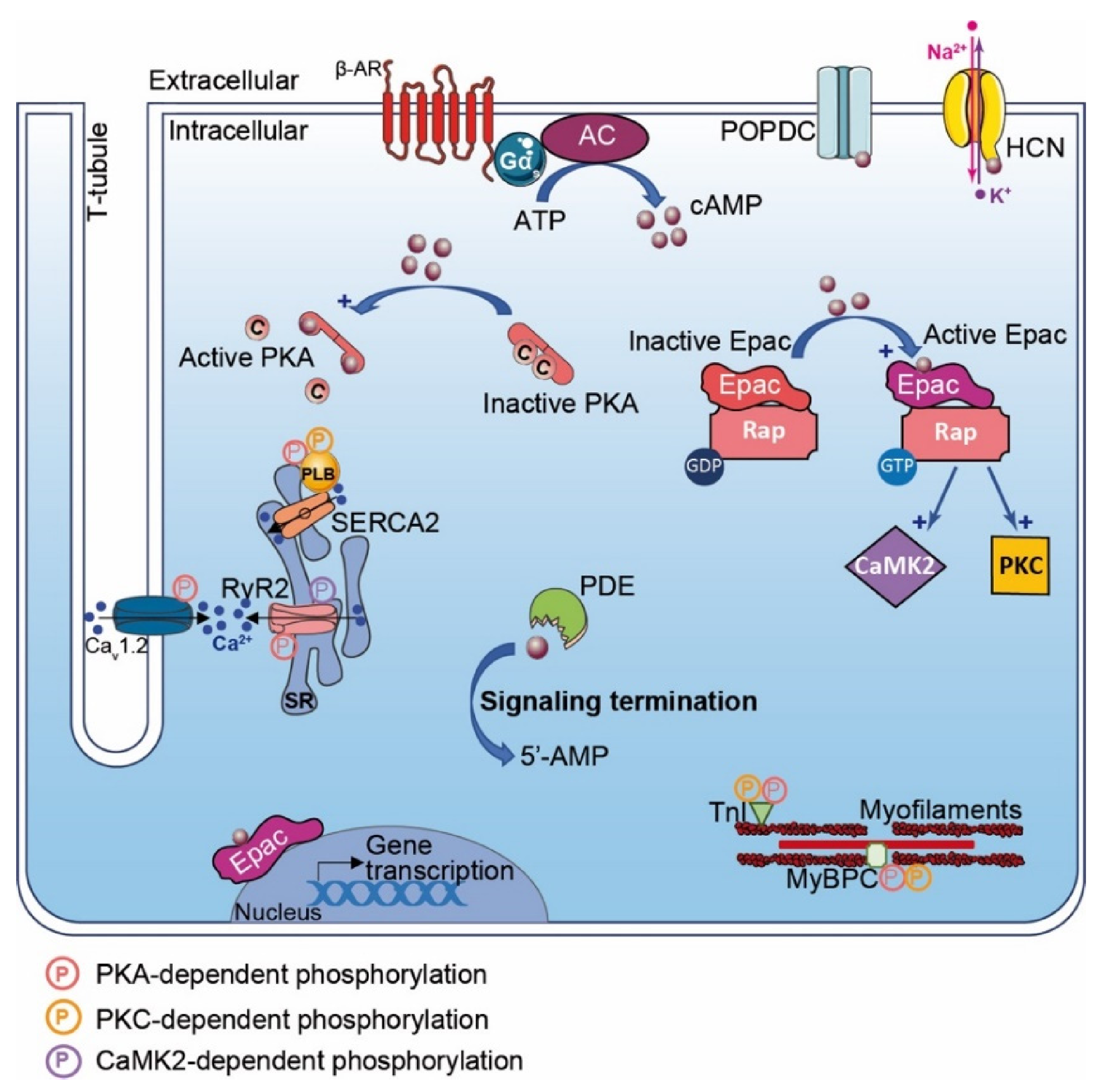 Cells 10 00922 g001 Cells 10 00922 g001