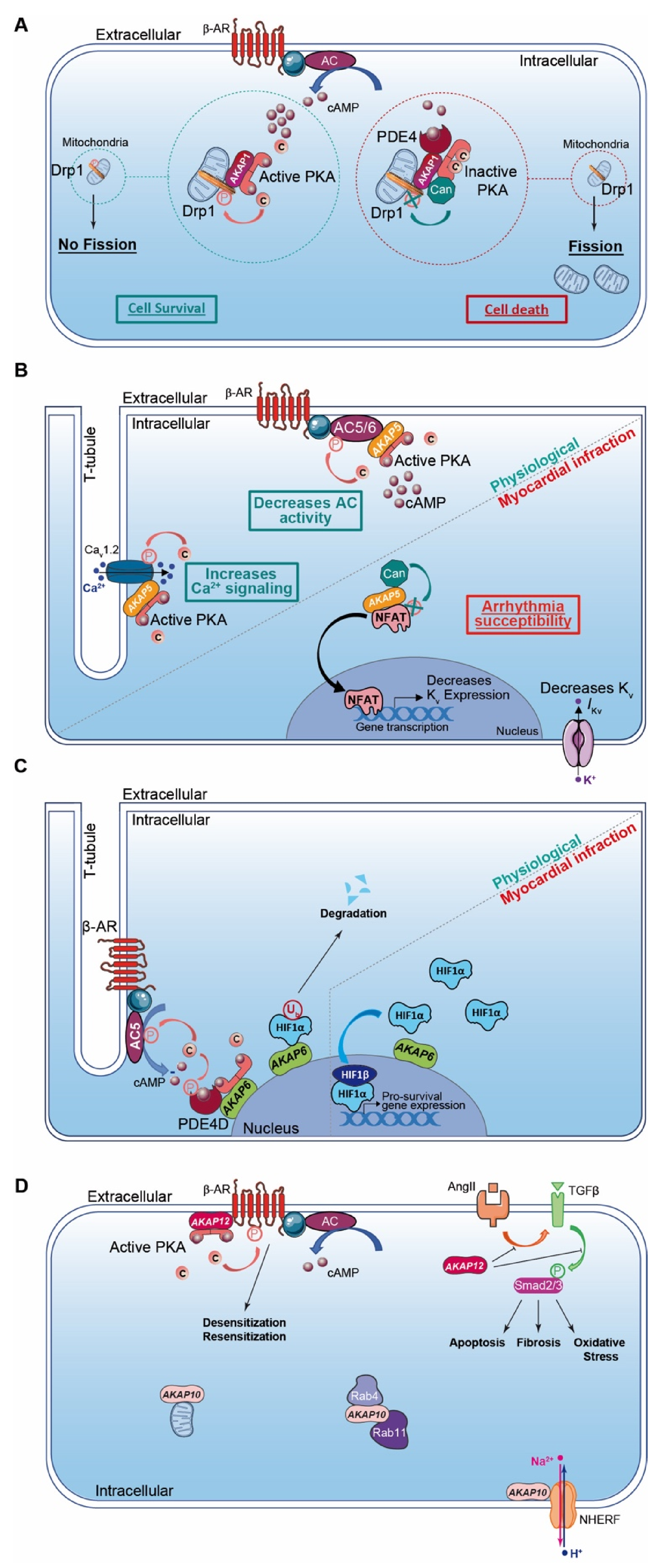 Cells 10 00922 g002 Cells 10 00922 g002