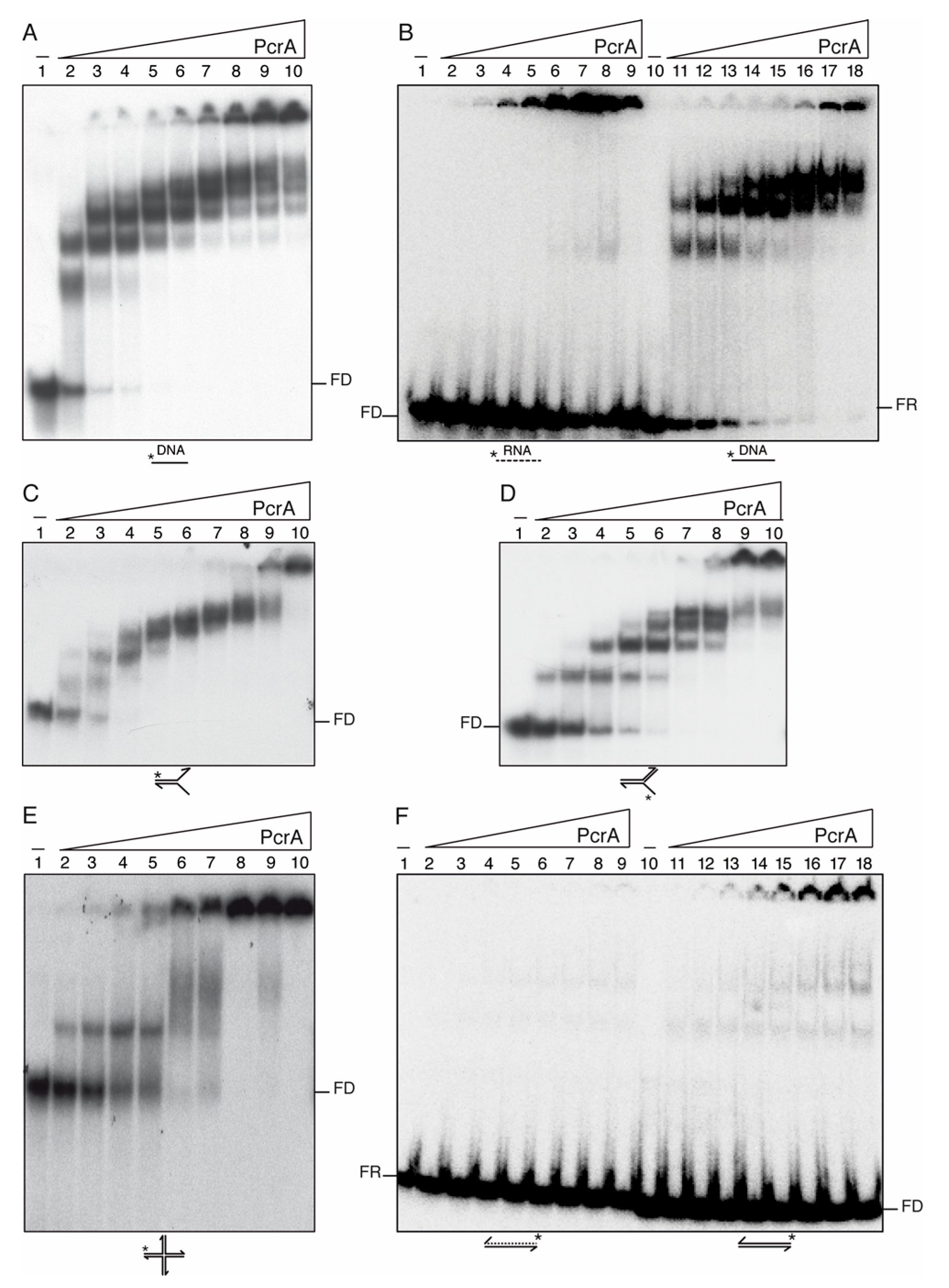Cells 10 00935 g003 Cells 10 00935 g003