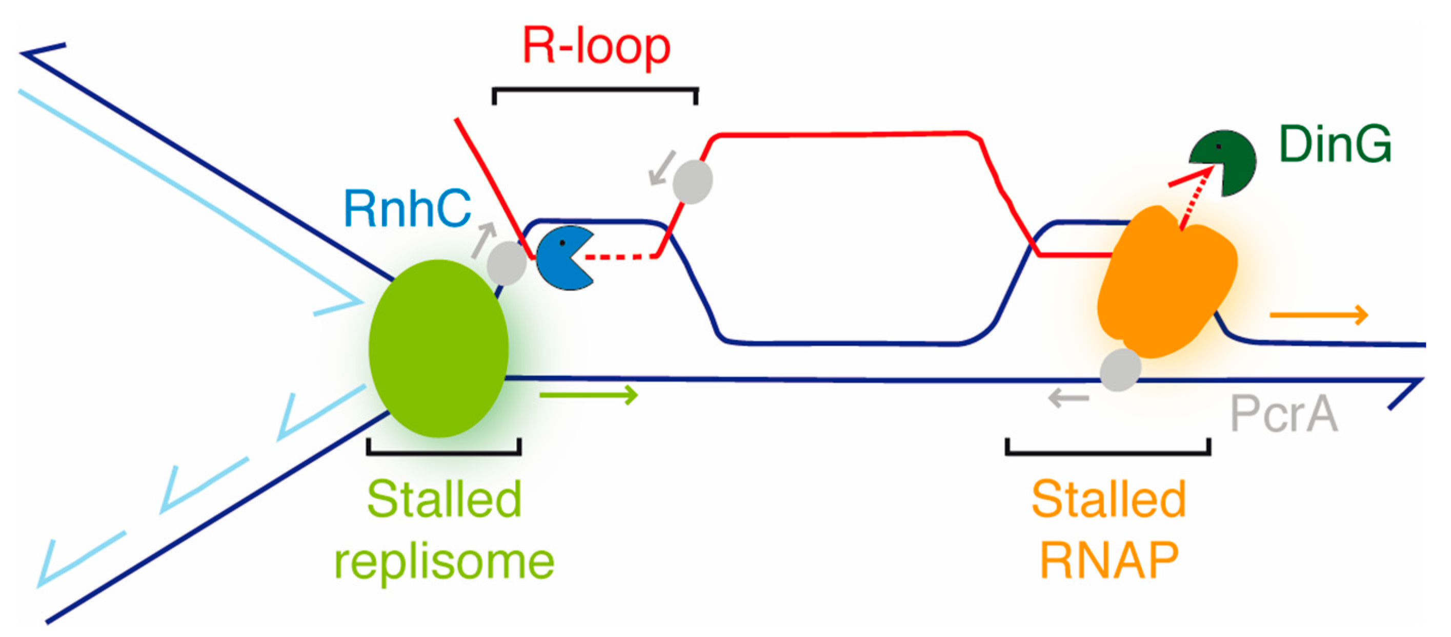Cells 10 00935 g007 Cells 10 00935 g007