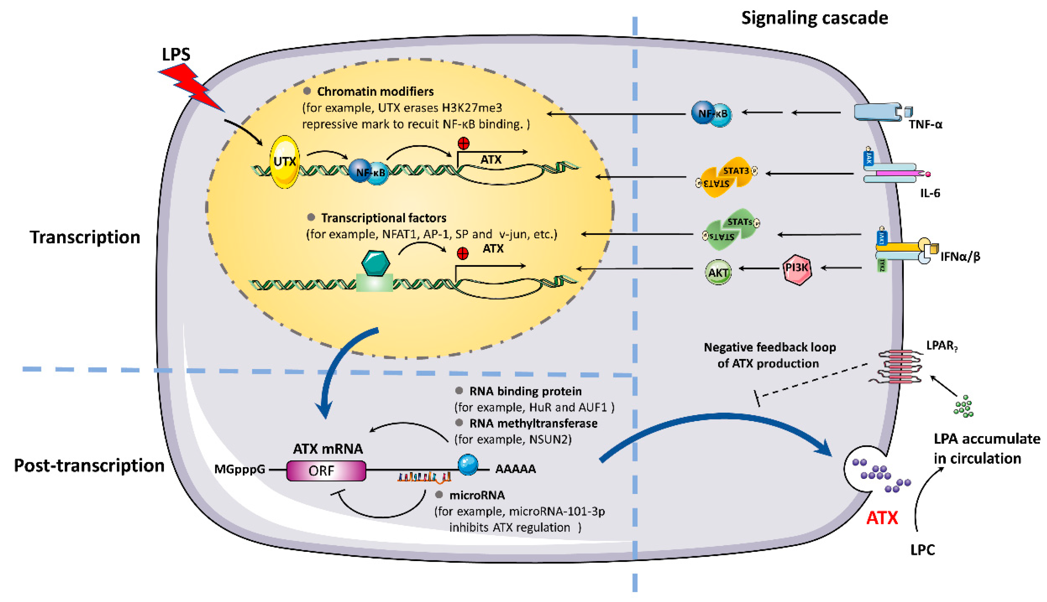 Cells 10 00939 g003