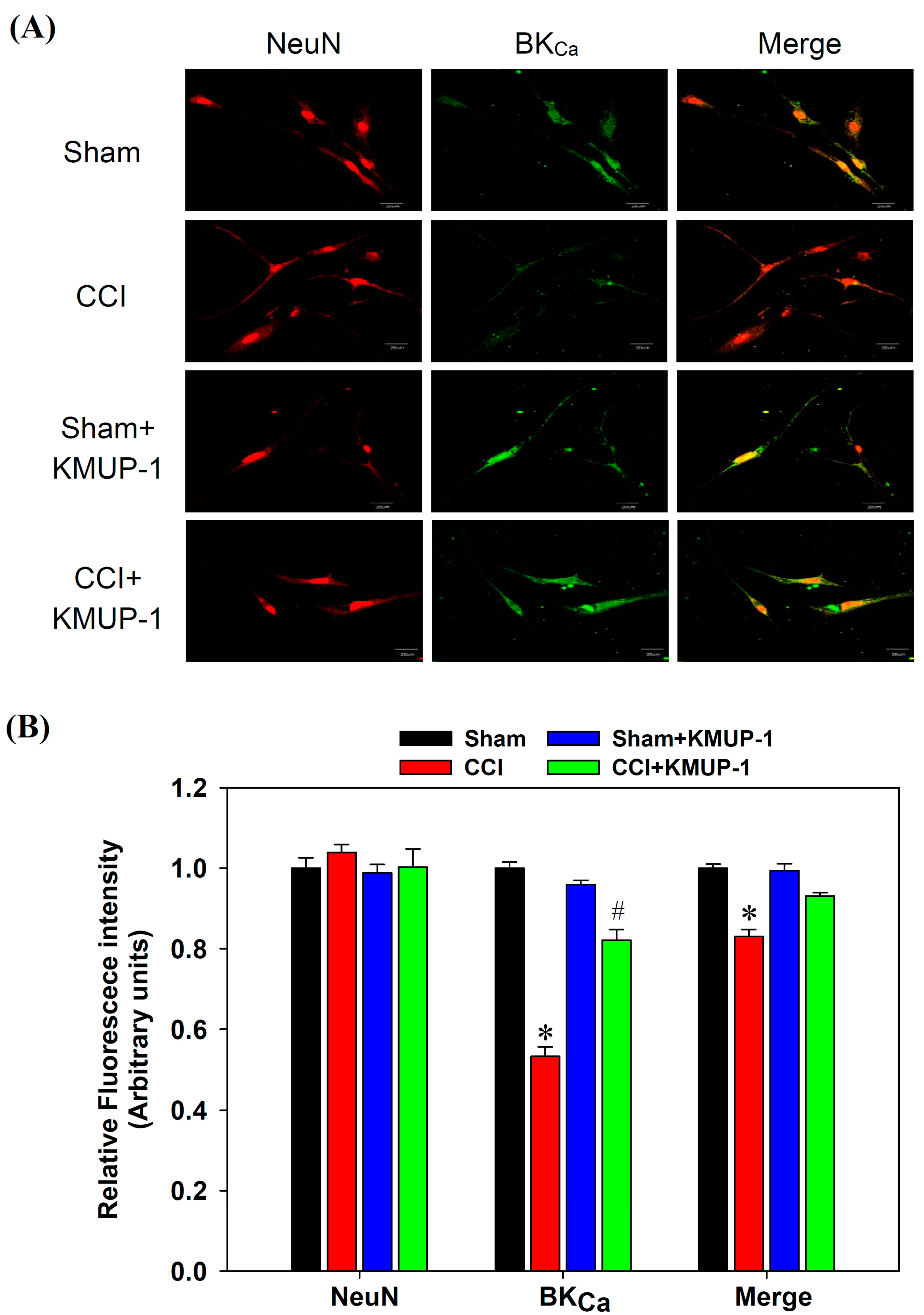 Cells 10 00949 g003