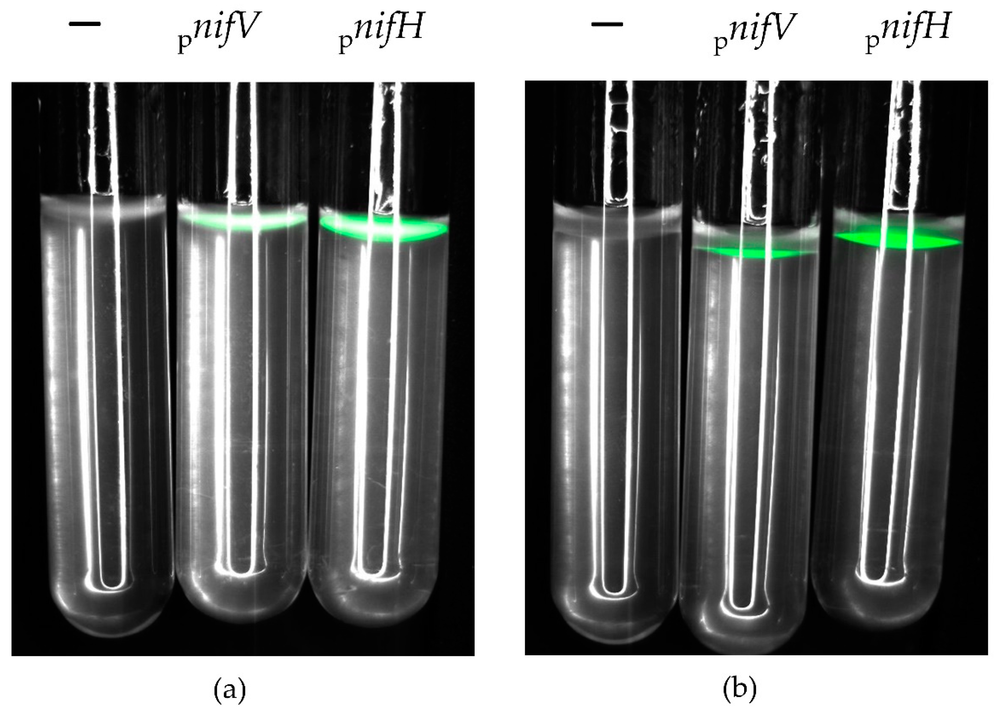 Cells 10 00952 g005 Cells 10 00952 g005