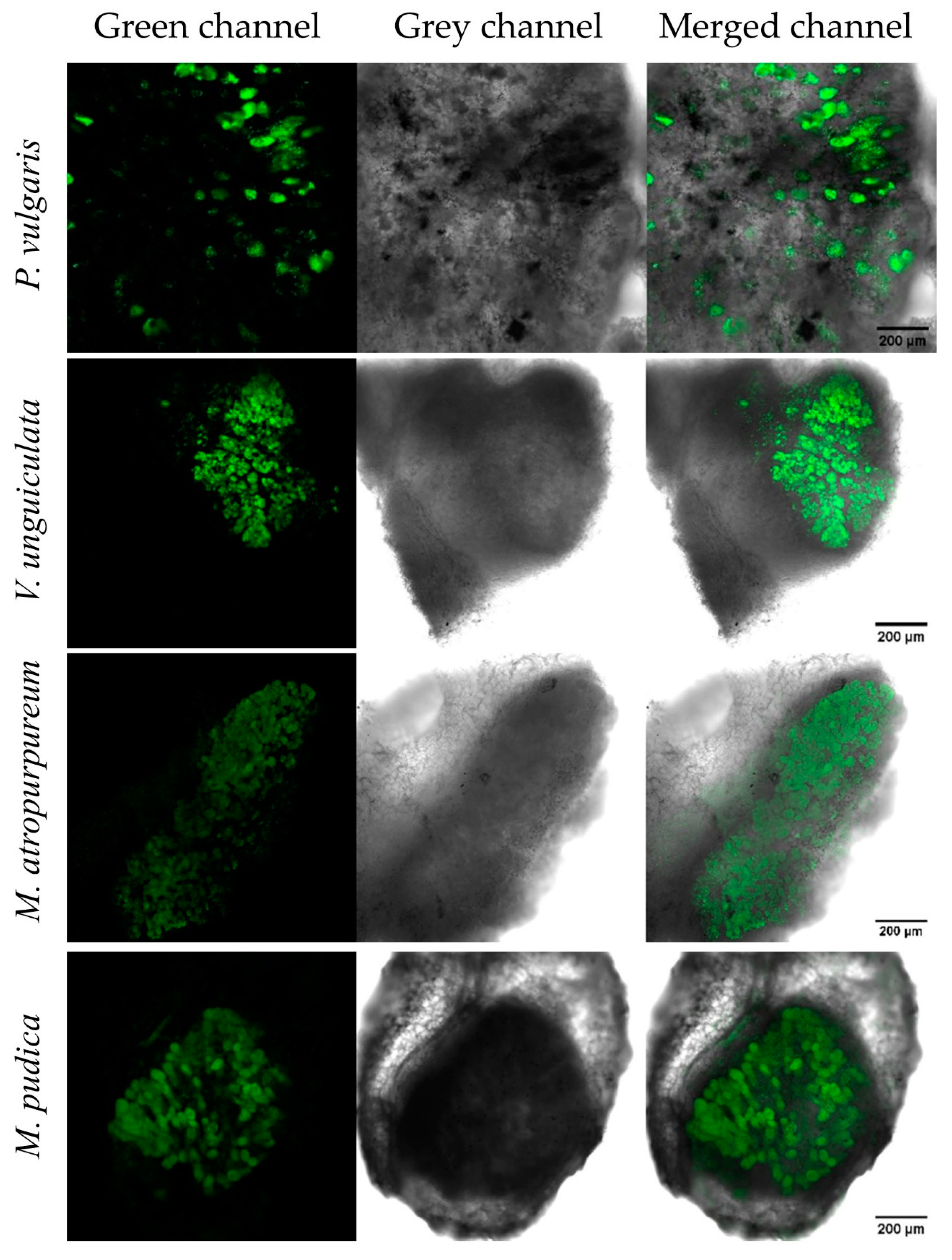 Cells 10 00952 g006 Cells 10 00952 g006