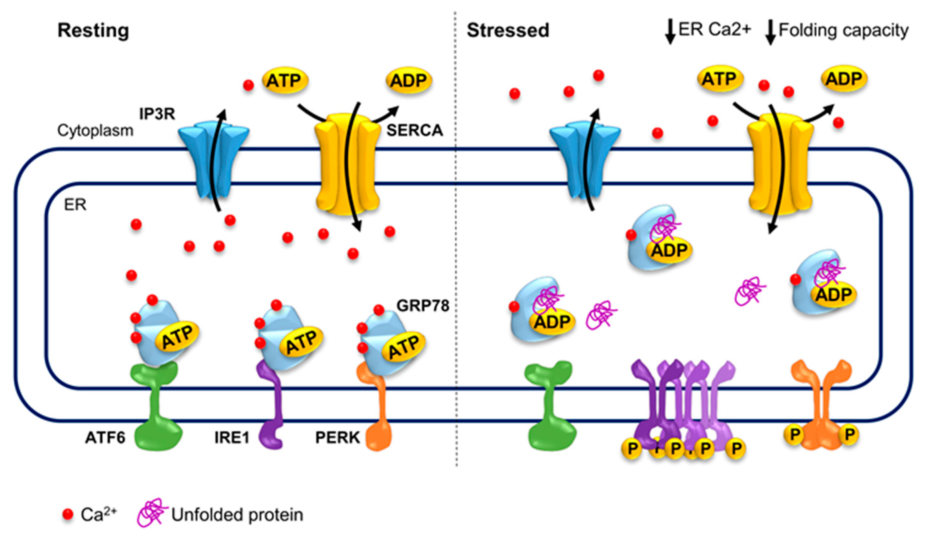 Cells 10 00966 g002 Cells 10 00966 g002