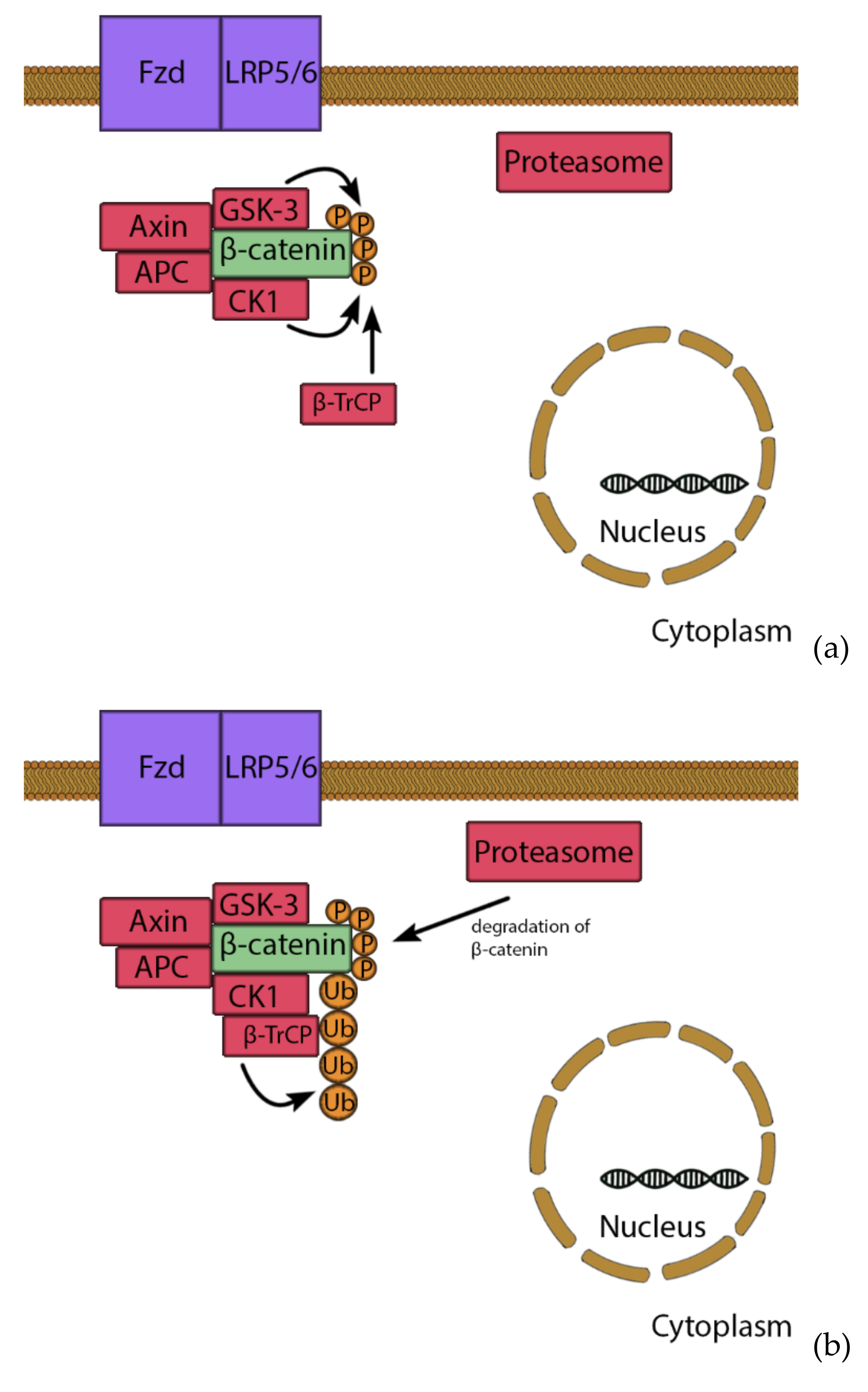 Cells 10 00975 g003a