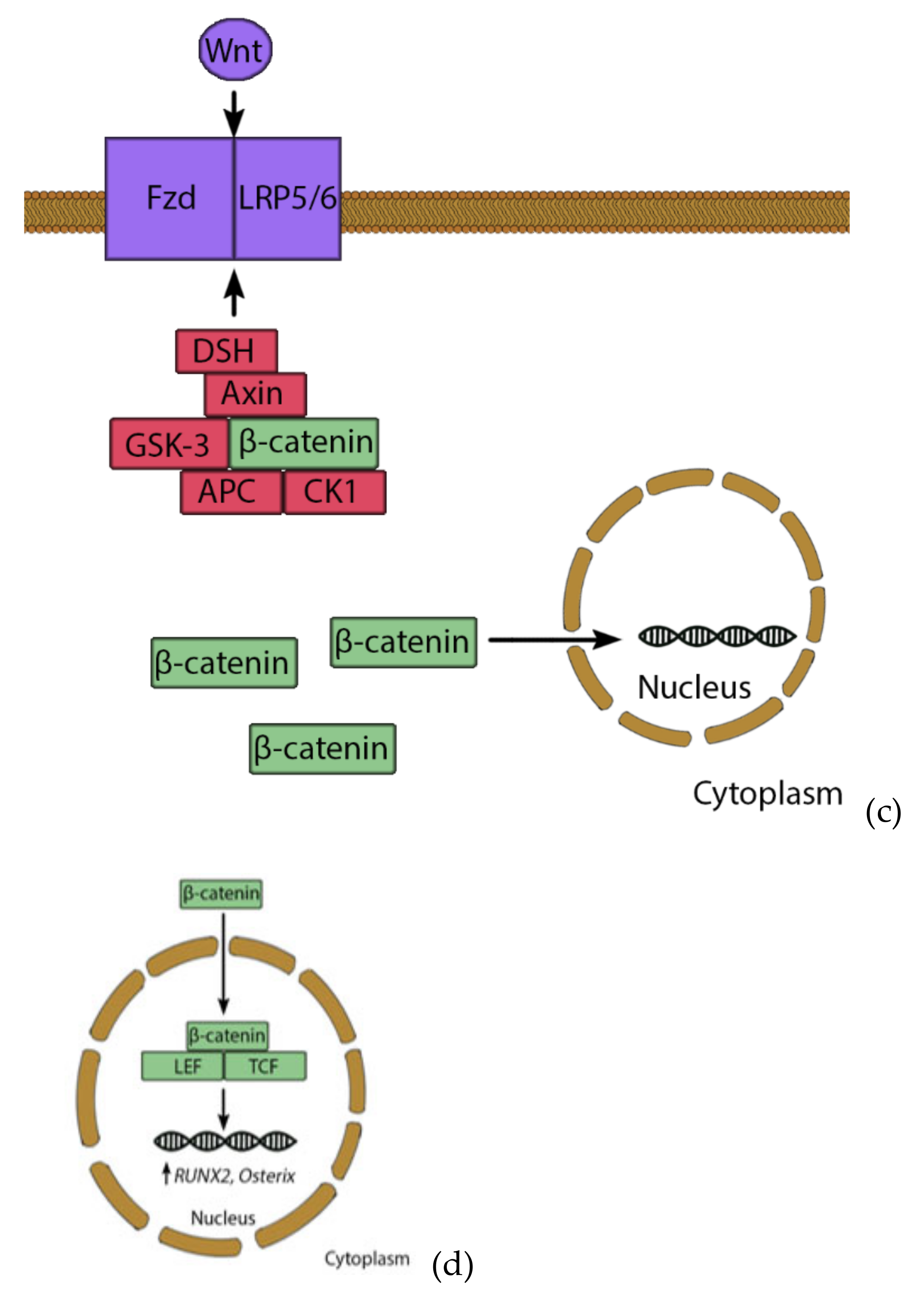 Cells 10 00975 g003b